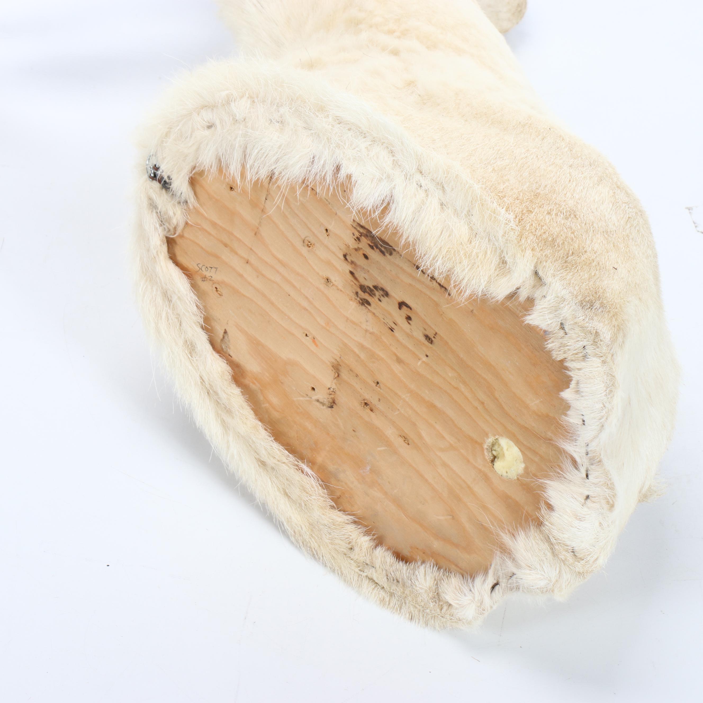 Taxidermy European Fallow Deer White Stag Shoulder Mount