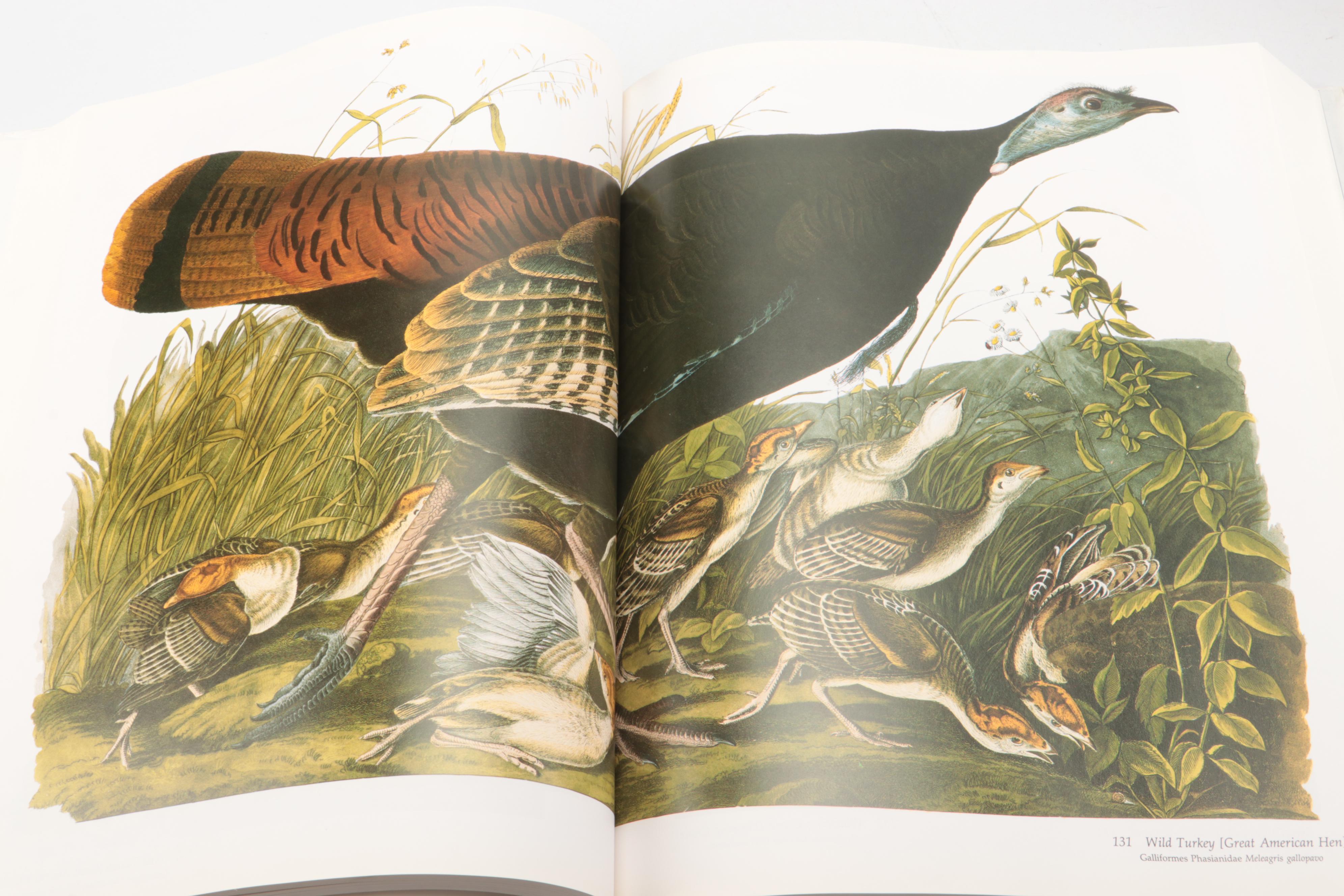 Baby Elephant Folio "Audubon's Birds of America" by the Petersons, 1990