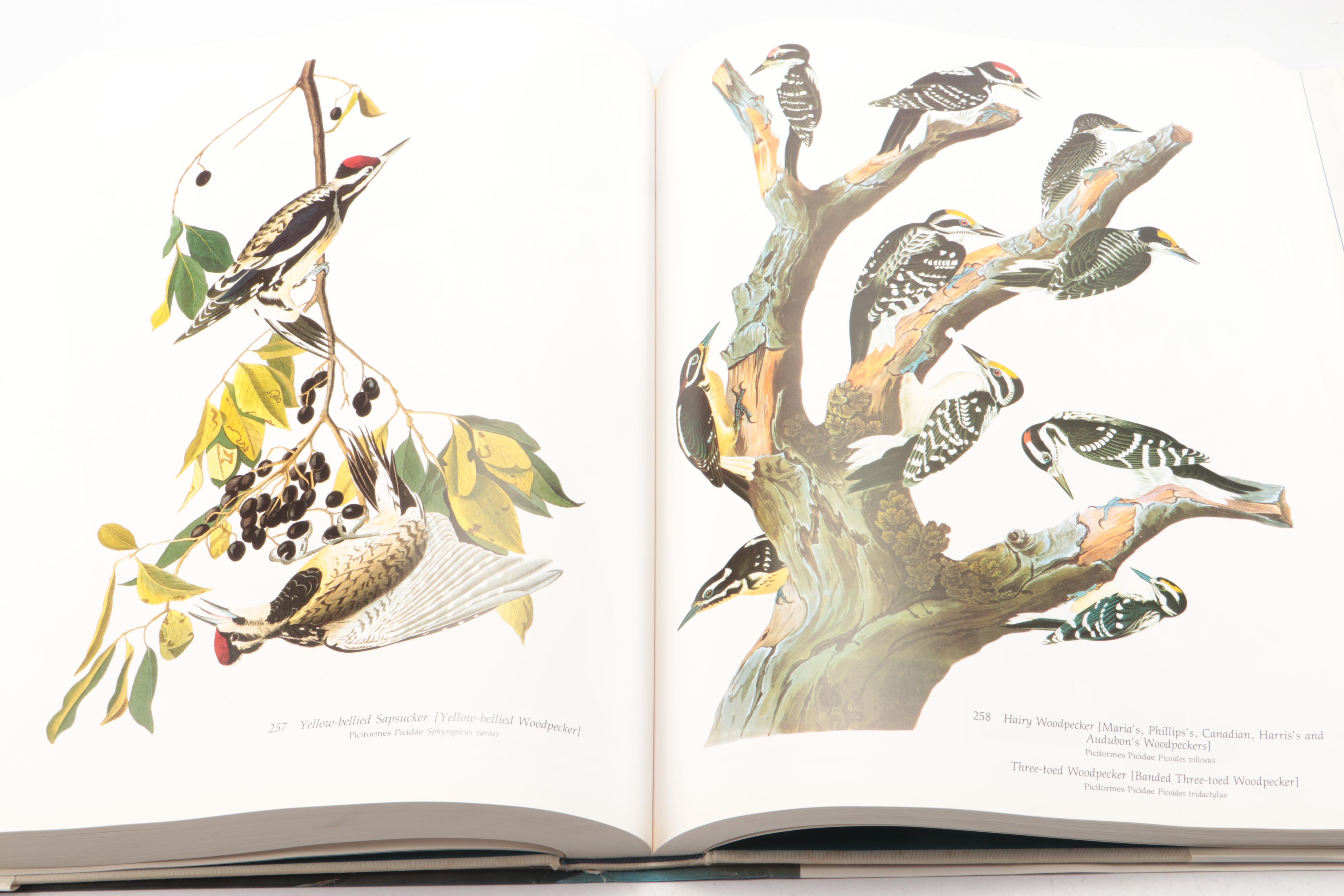 Baby Elephant Folio "Audubon's Birds of America" by the Petersons, 1990