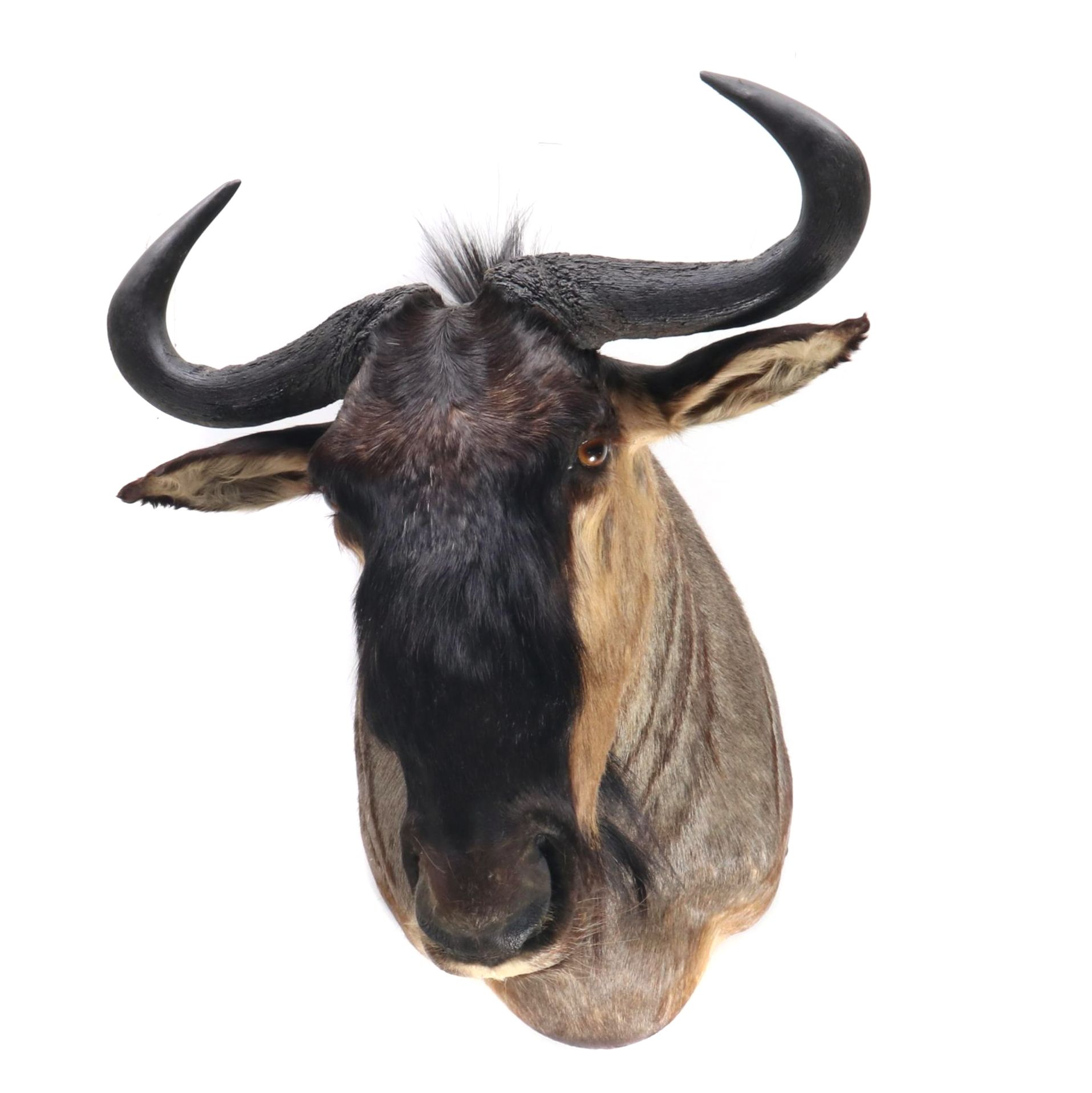 Taxidermy Blue Wildebeest / Brindle Gnu Shoulder Mount