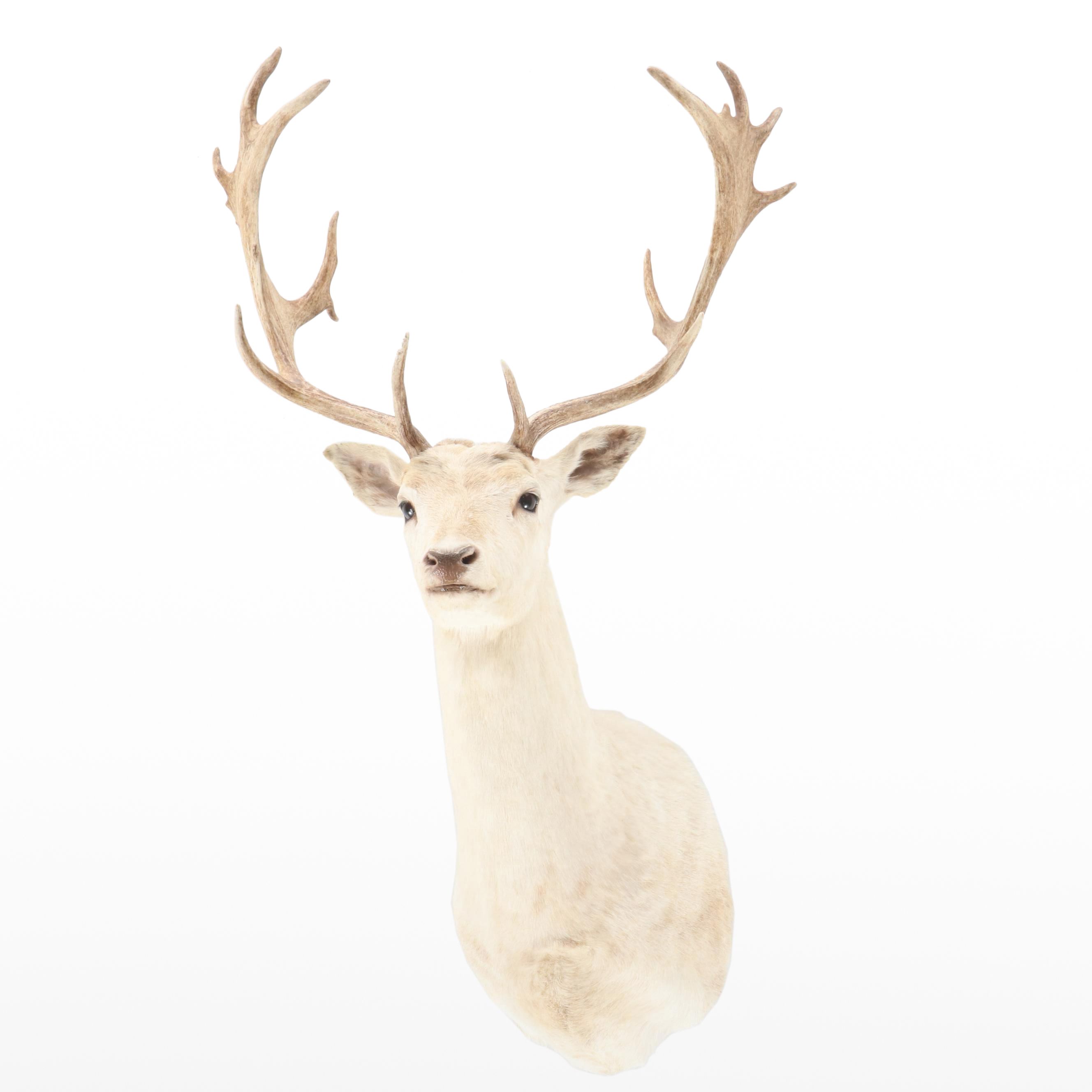 Taxidermy European Fallow Deer White Stag Shoulder Mount