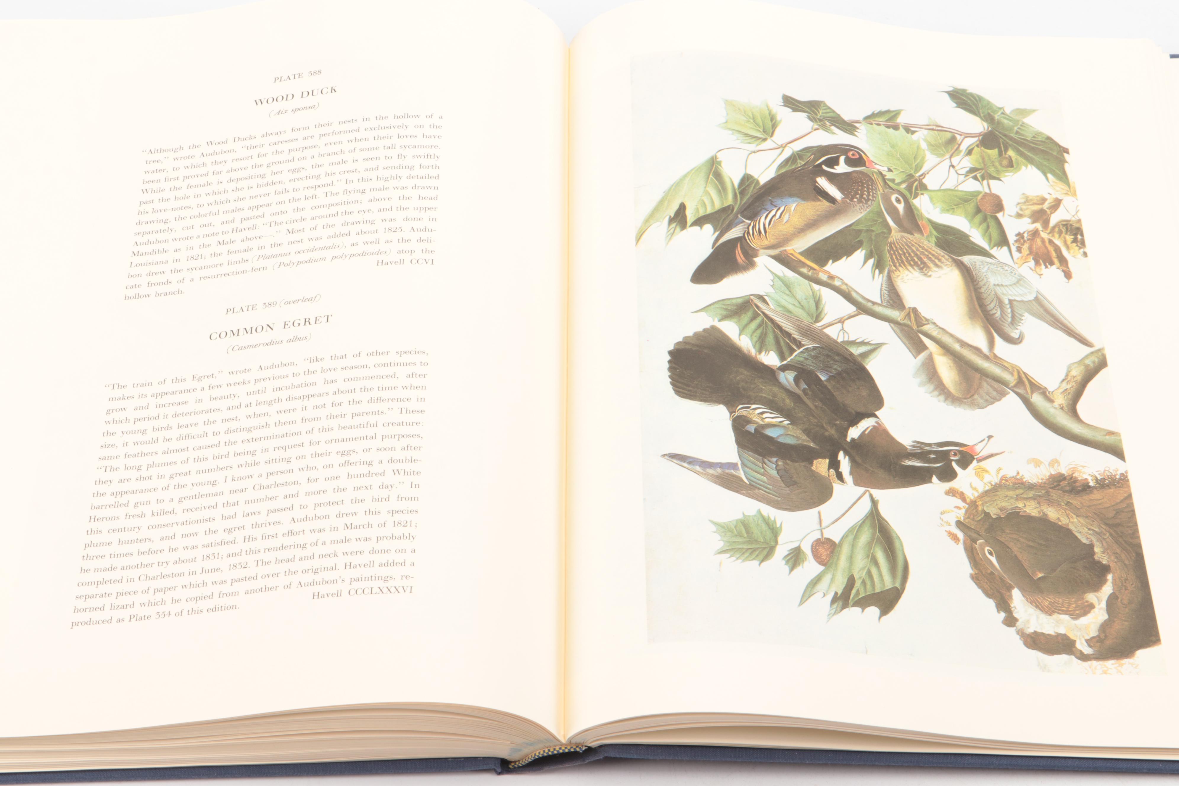 "The Original Water-Color Paintings for The Birds of America" by Audubon