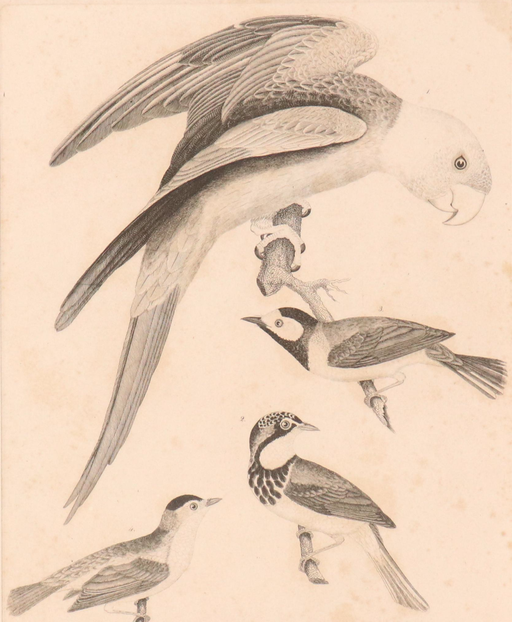Ornithological Engraving from Alexander Wilson's "American Ornithology"