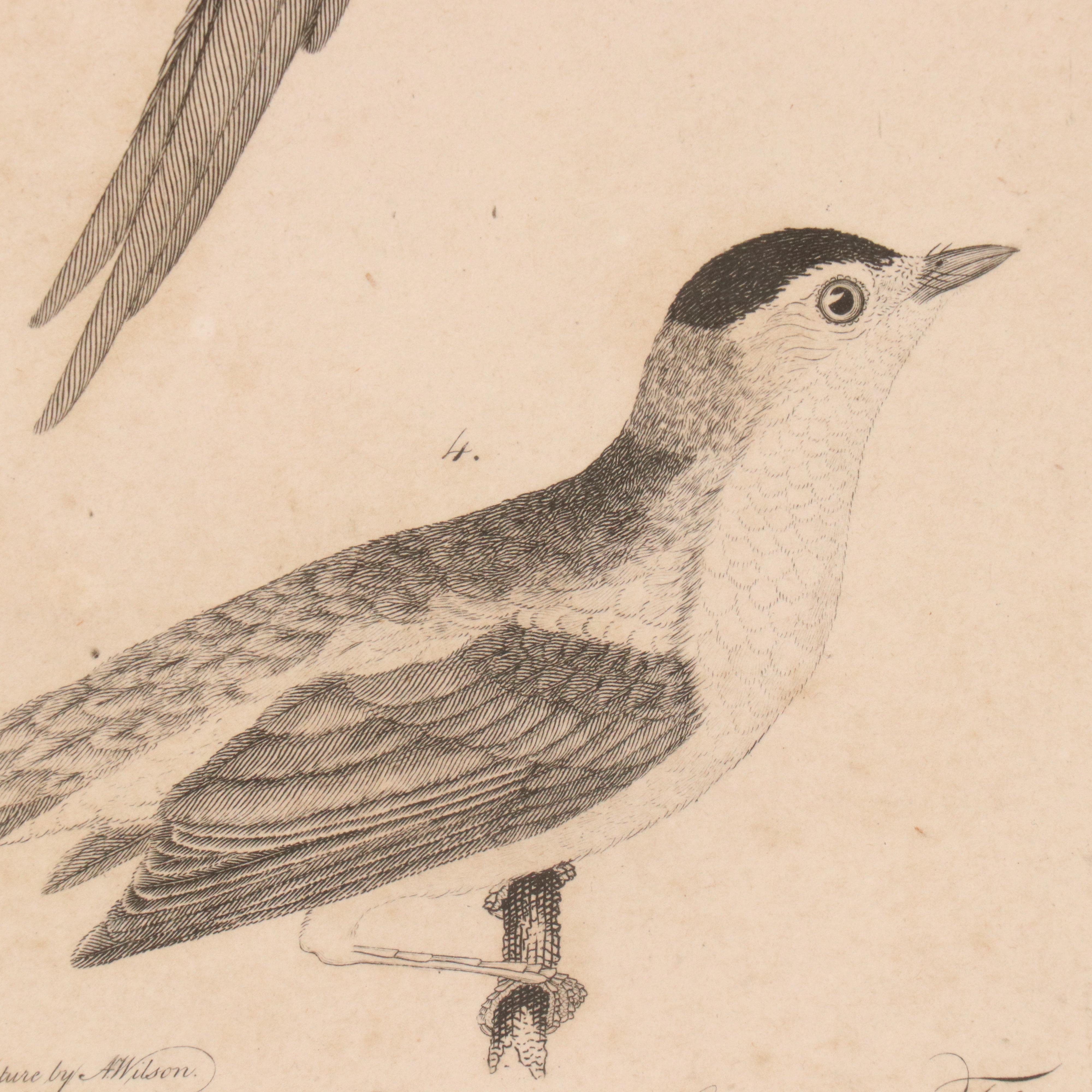 Ornithological Engraving from Alexander Wilson's "American Ornithology"