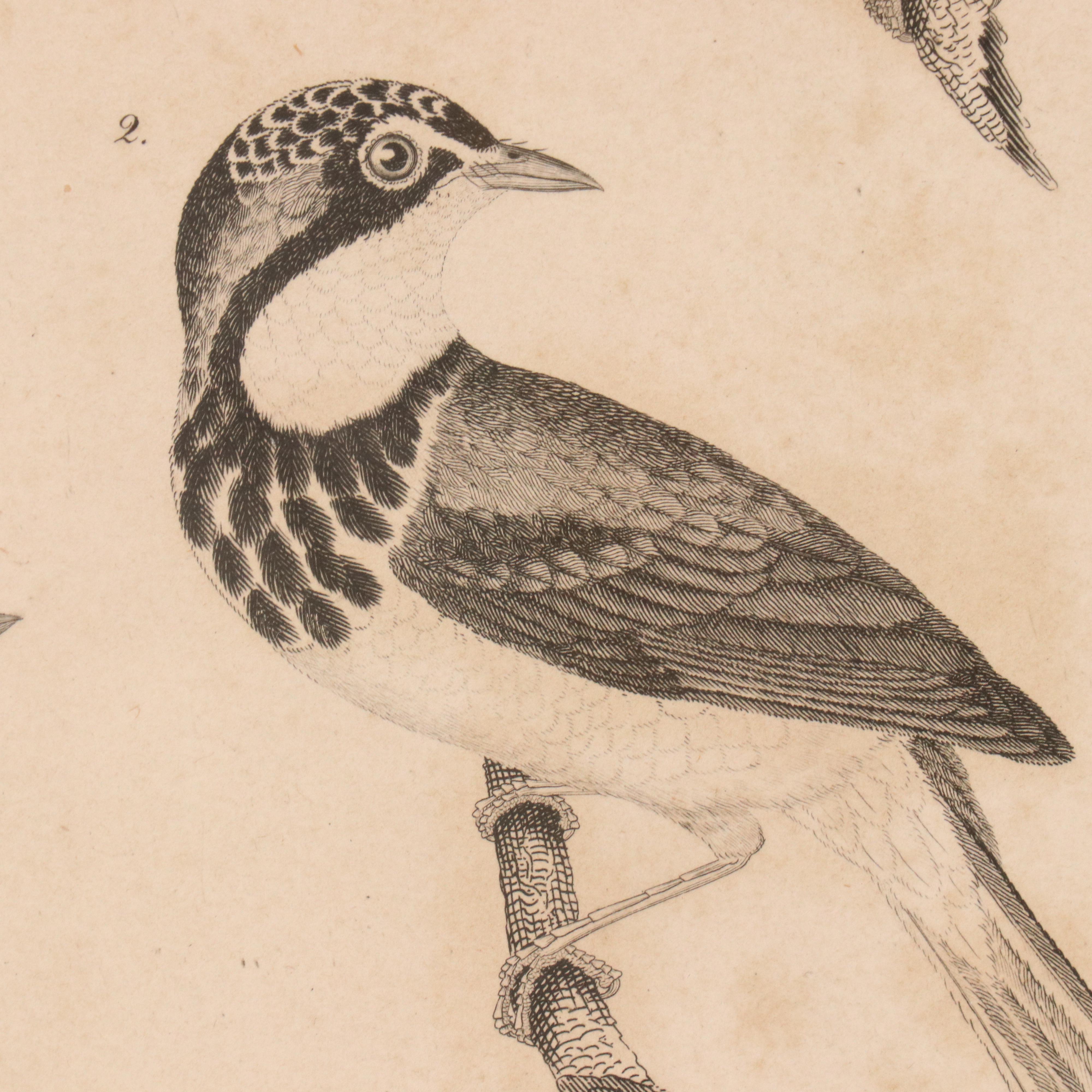 Ornithological Engraving from Alexander Wilson's "American Ornithology"