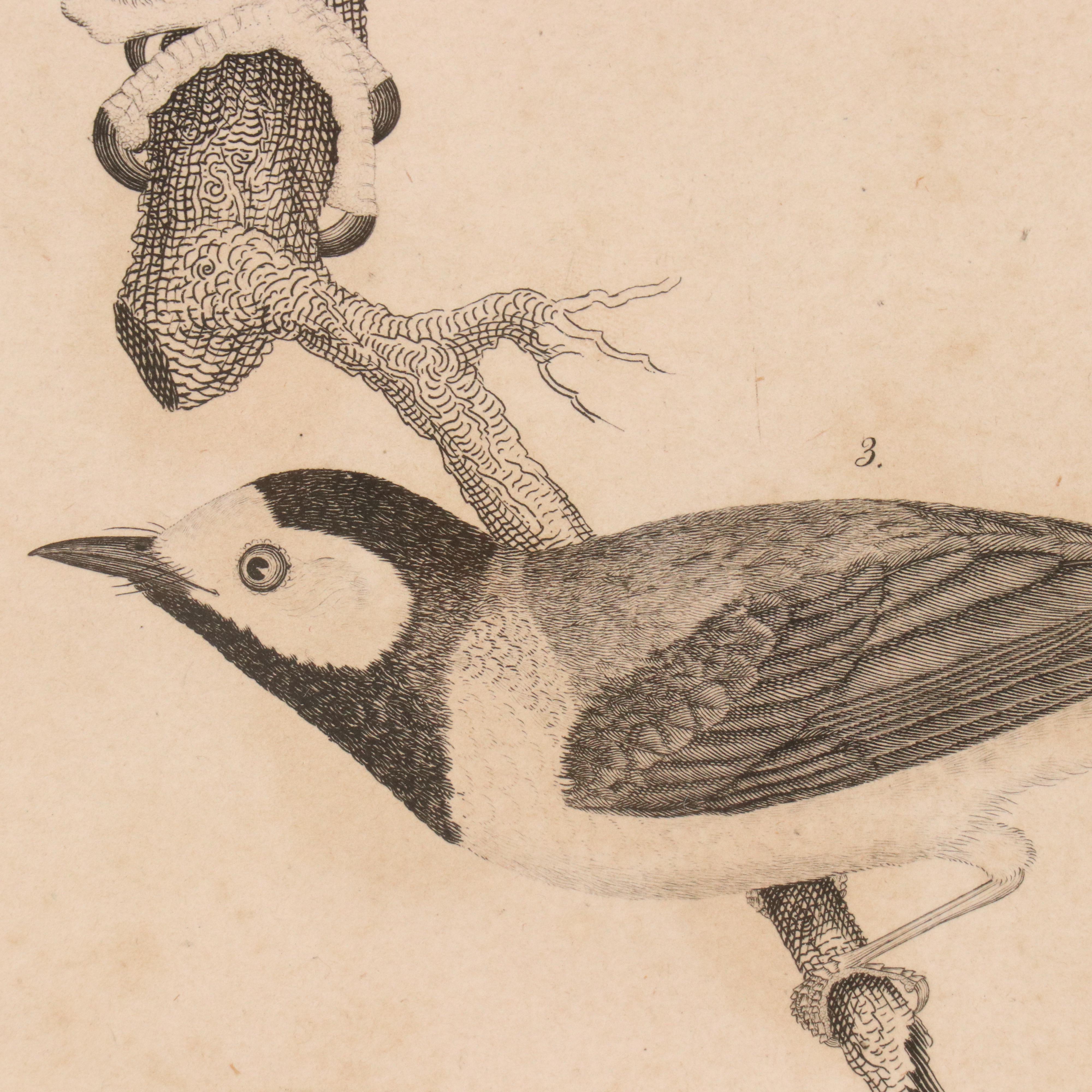 Ornithological Engraving from Alexander Wilson's "American Ornithology"