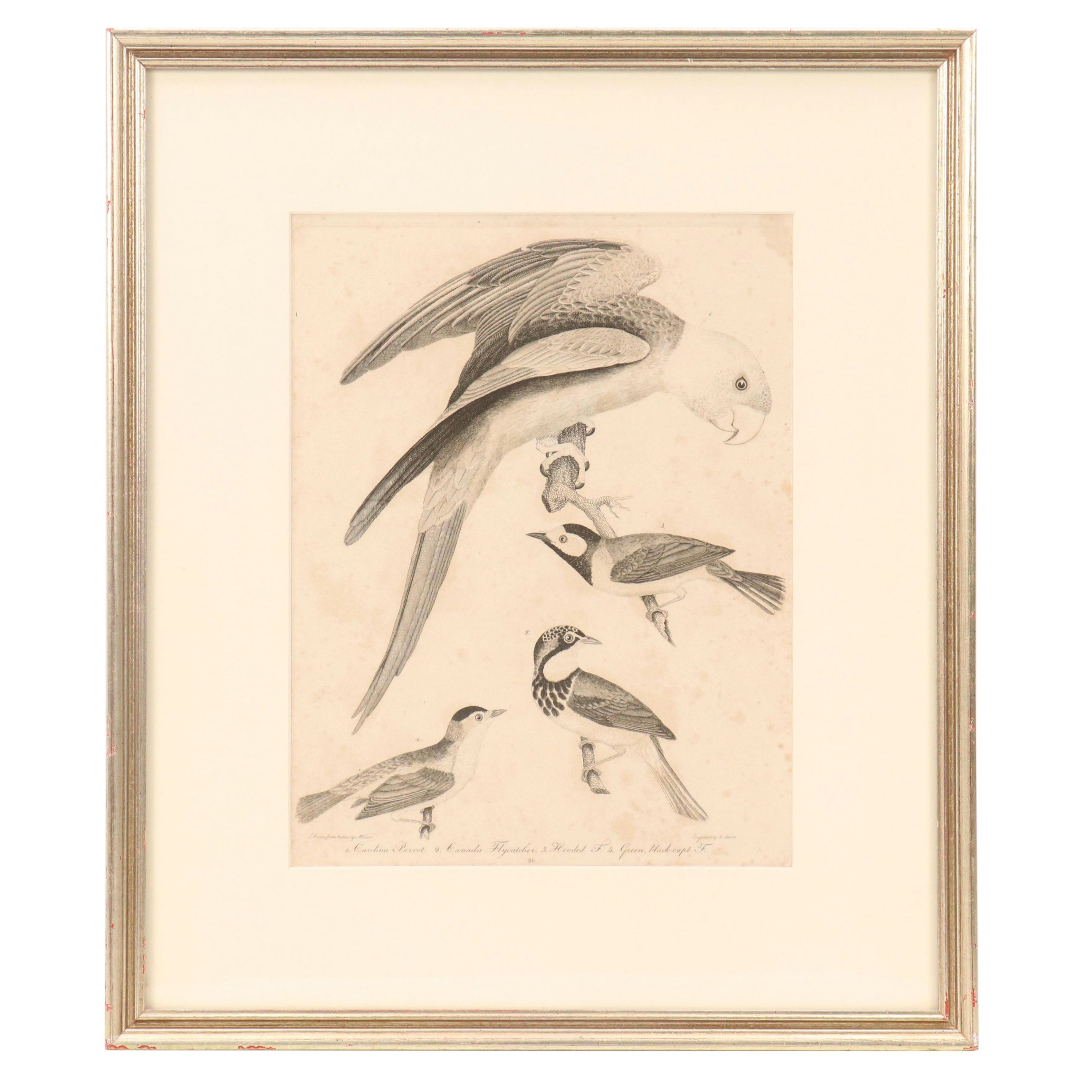 Ornithological Engraving from Alexander Wilson's "American Ornithology"