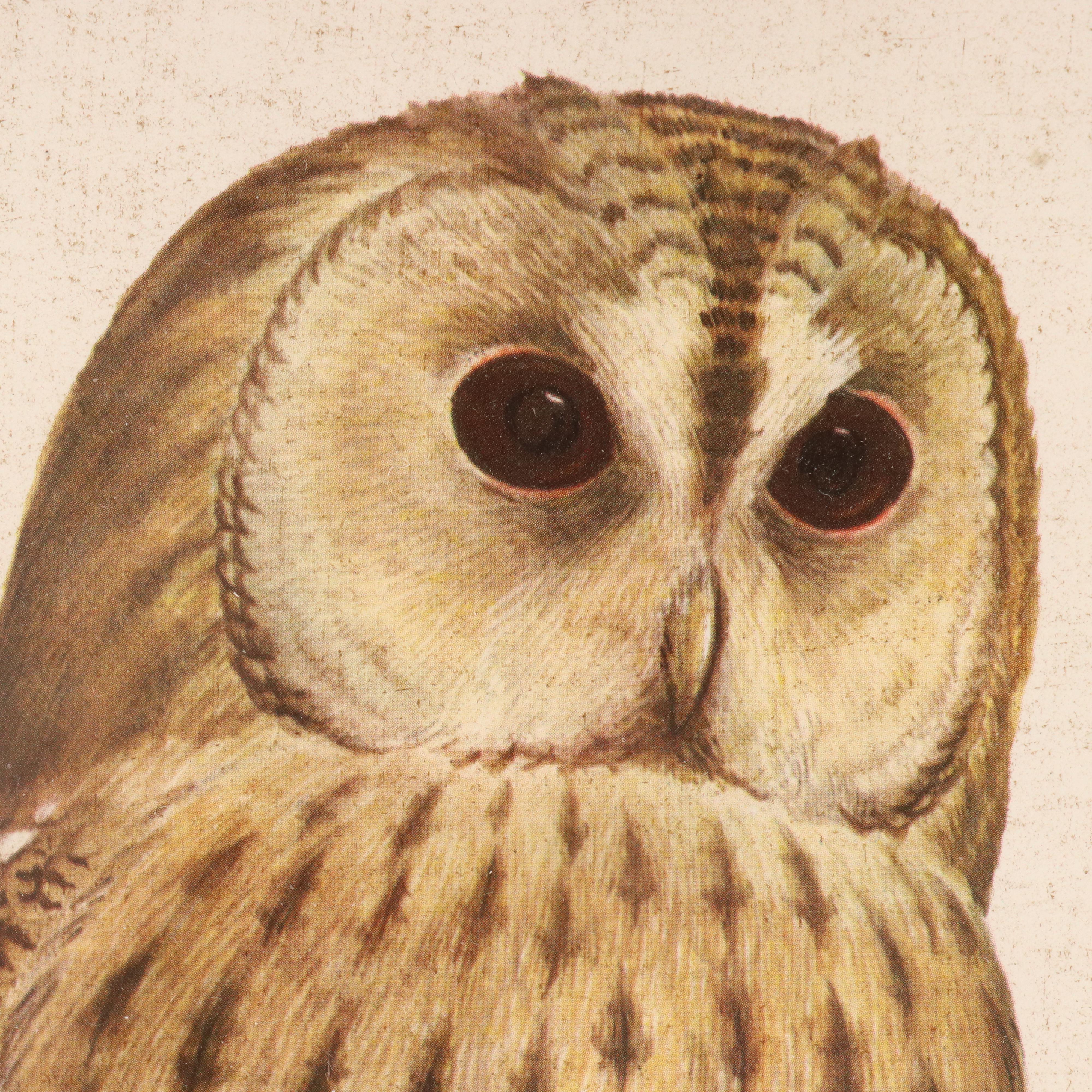Ornithological Offset Lithograph After R. A. Vowles "Tawny Owl," Mid-20th C.