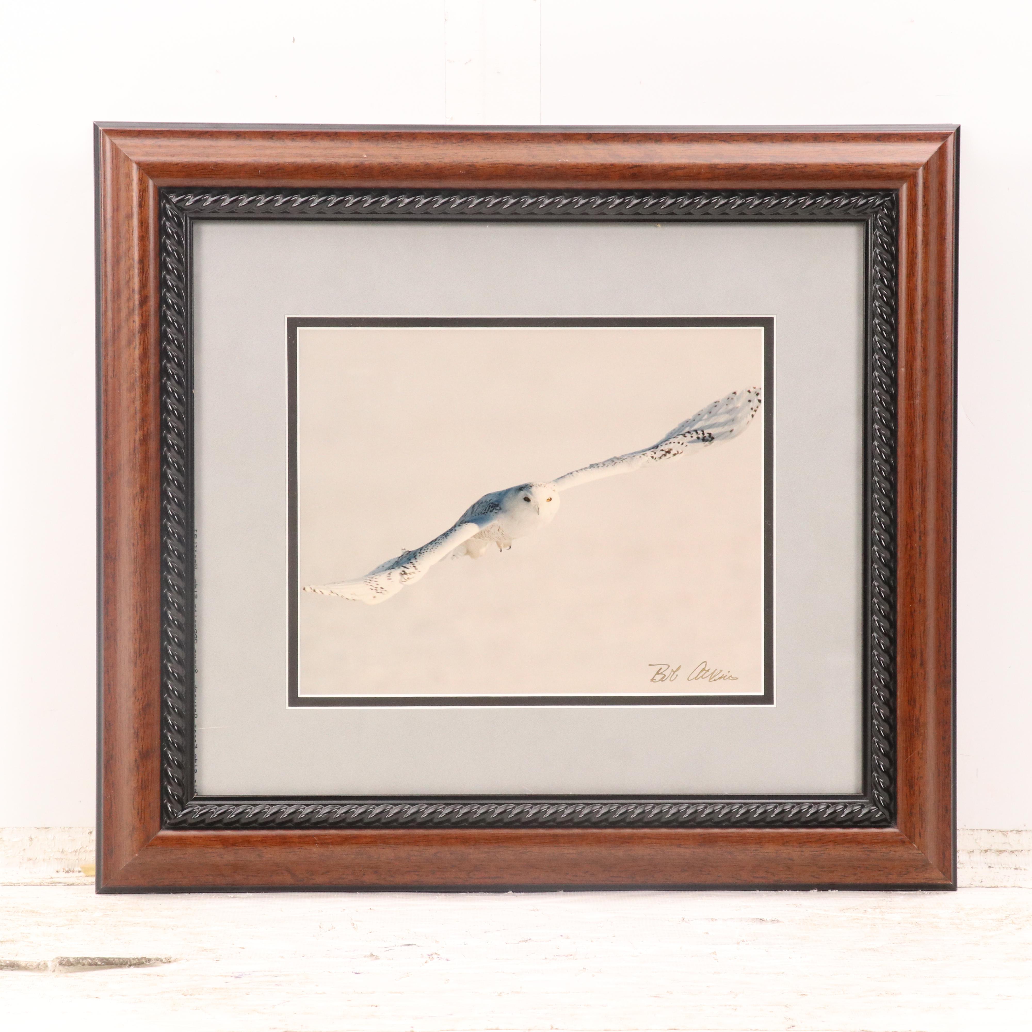 Bob Atkins Color Photographs of Snowy Owls, Late 20th or 21st Century