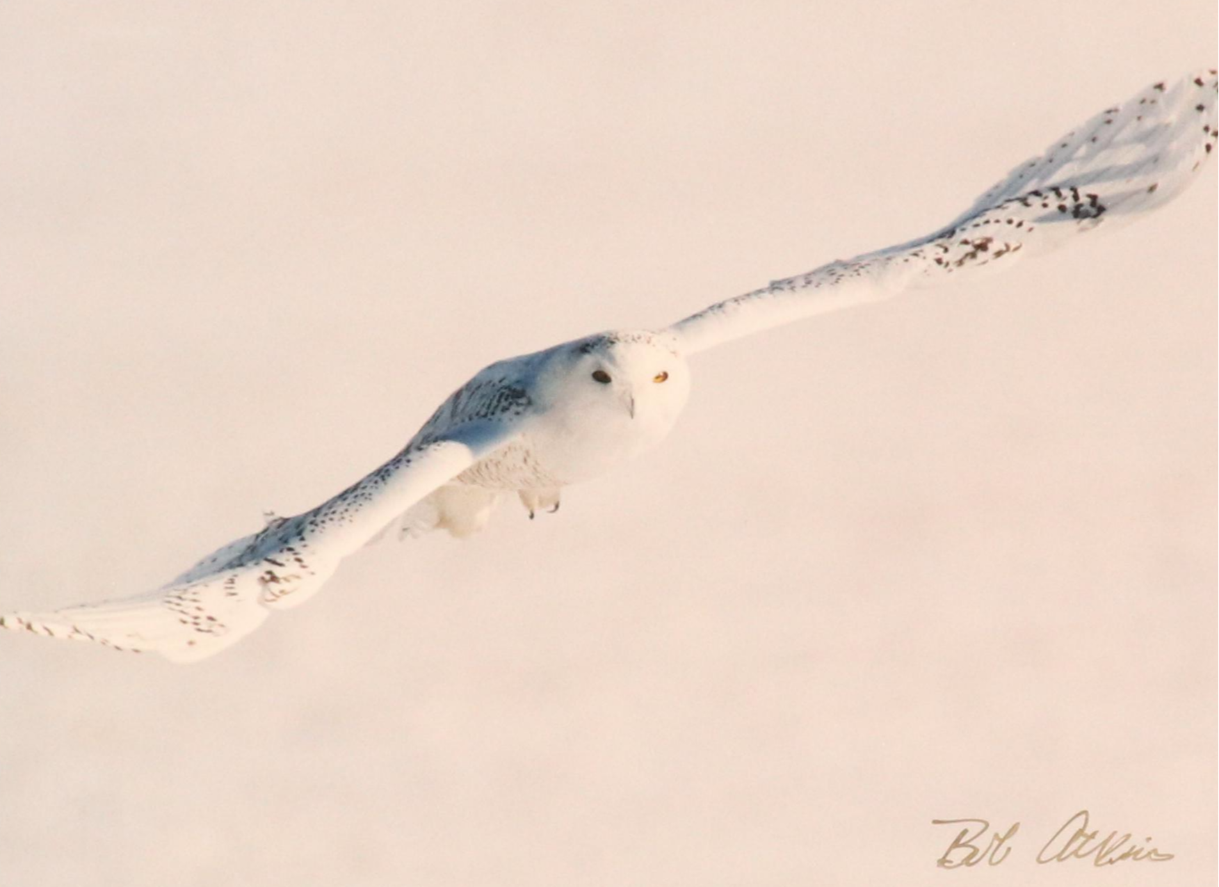 Bob Atkins Color Photographs of Snowy Owls, Late 20th or 21st Century