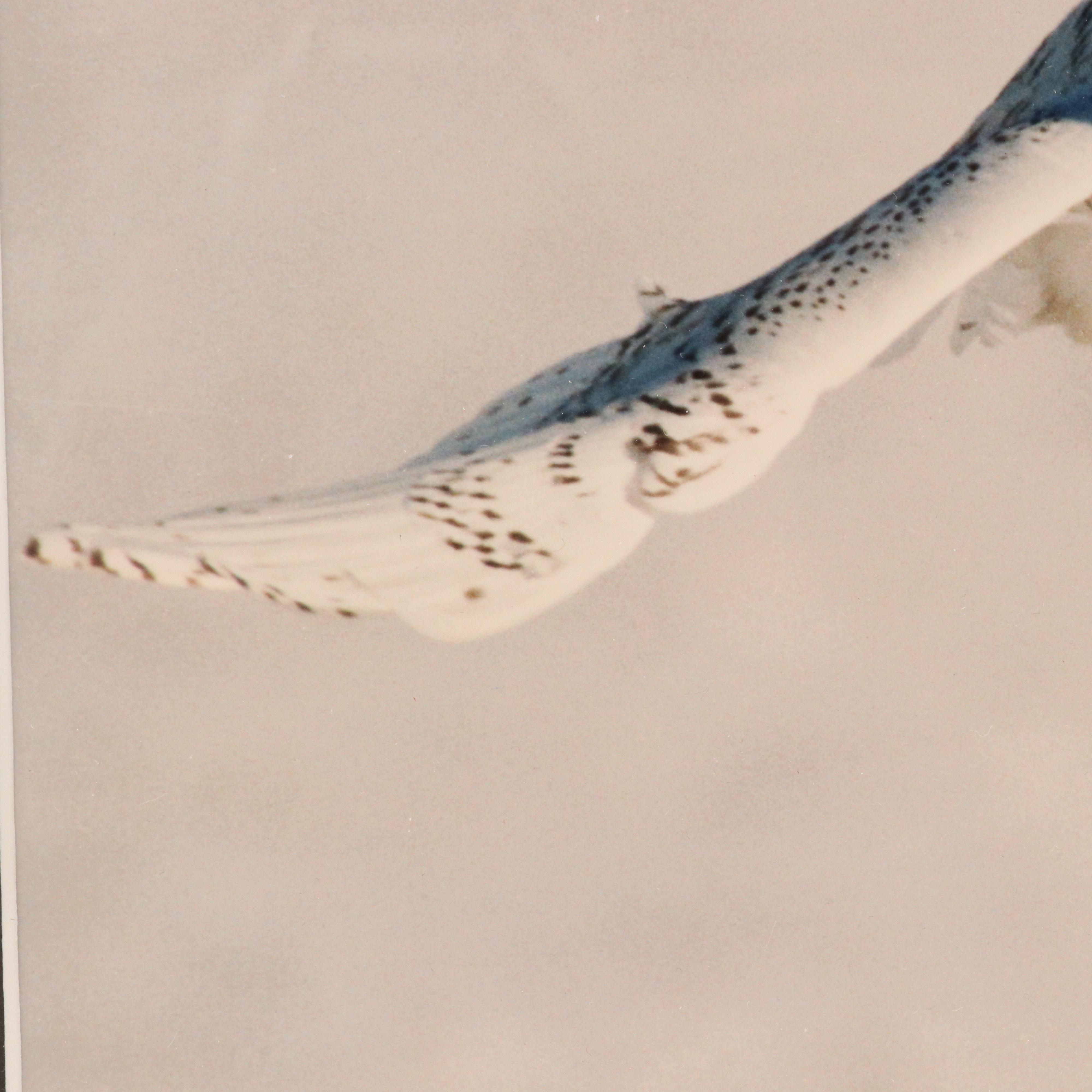 Bob Atkins Color Photographs of Snowy Owls, Late 20th or 21st Century