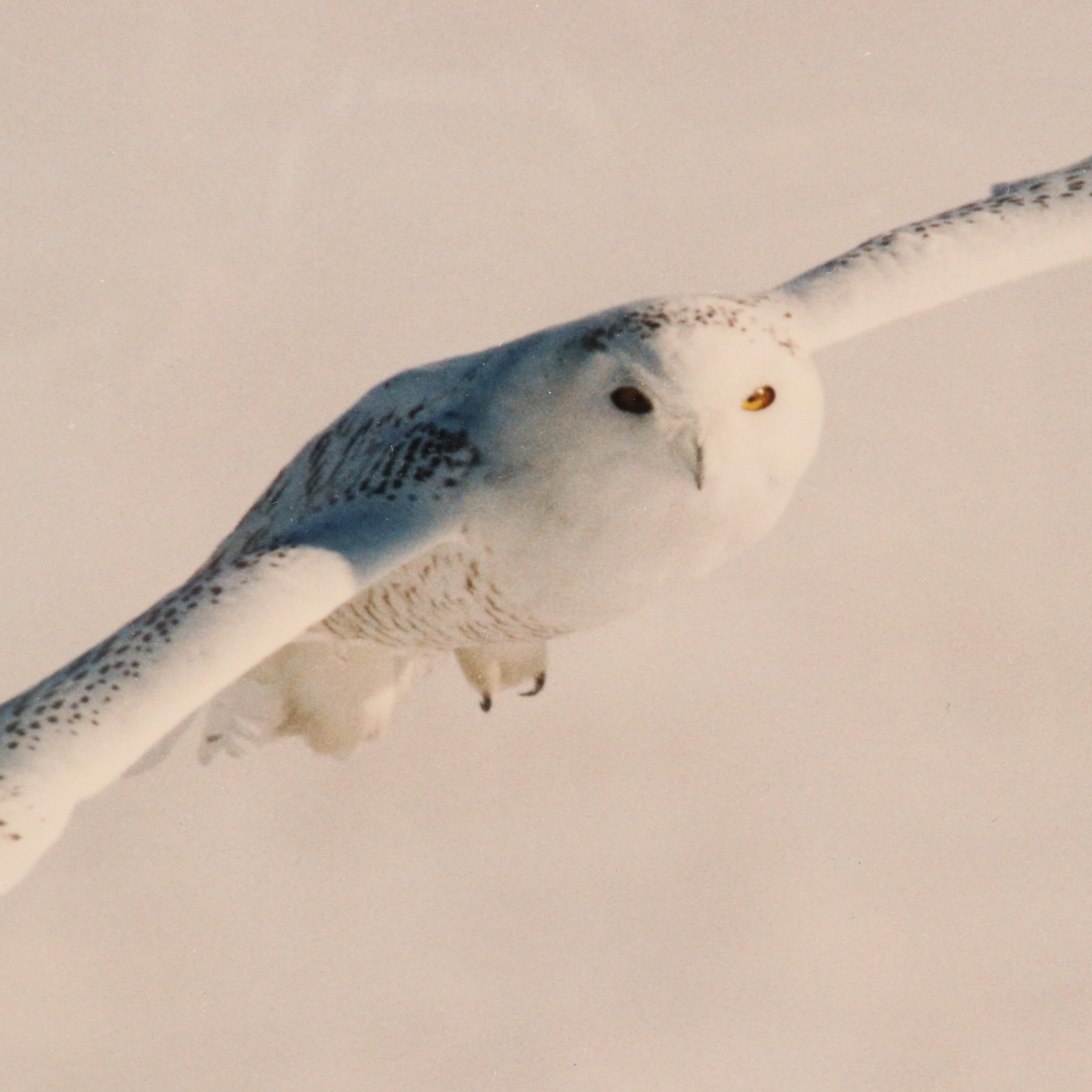 Bob Atkins Color Photographs of Snowy Owls, Late 20th or 21st Century