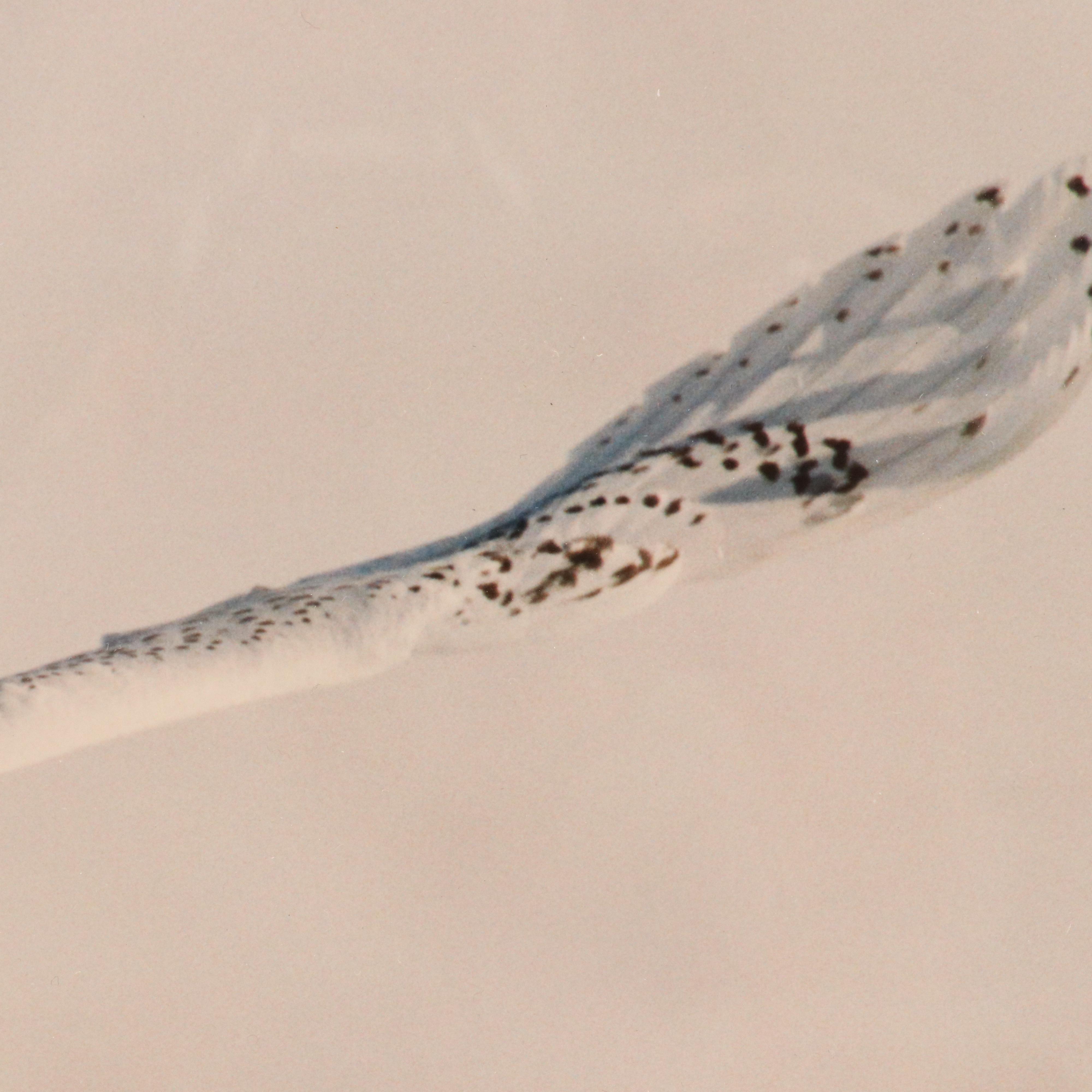 Bob Atkins Color Photographs of Snowy Owls, Late 20th or 21st Century