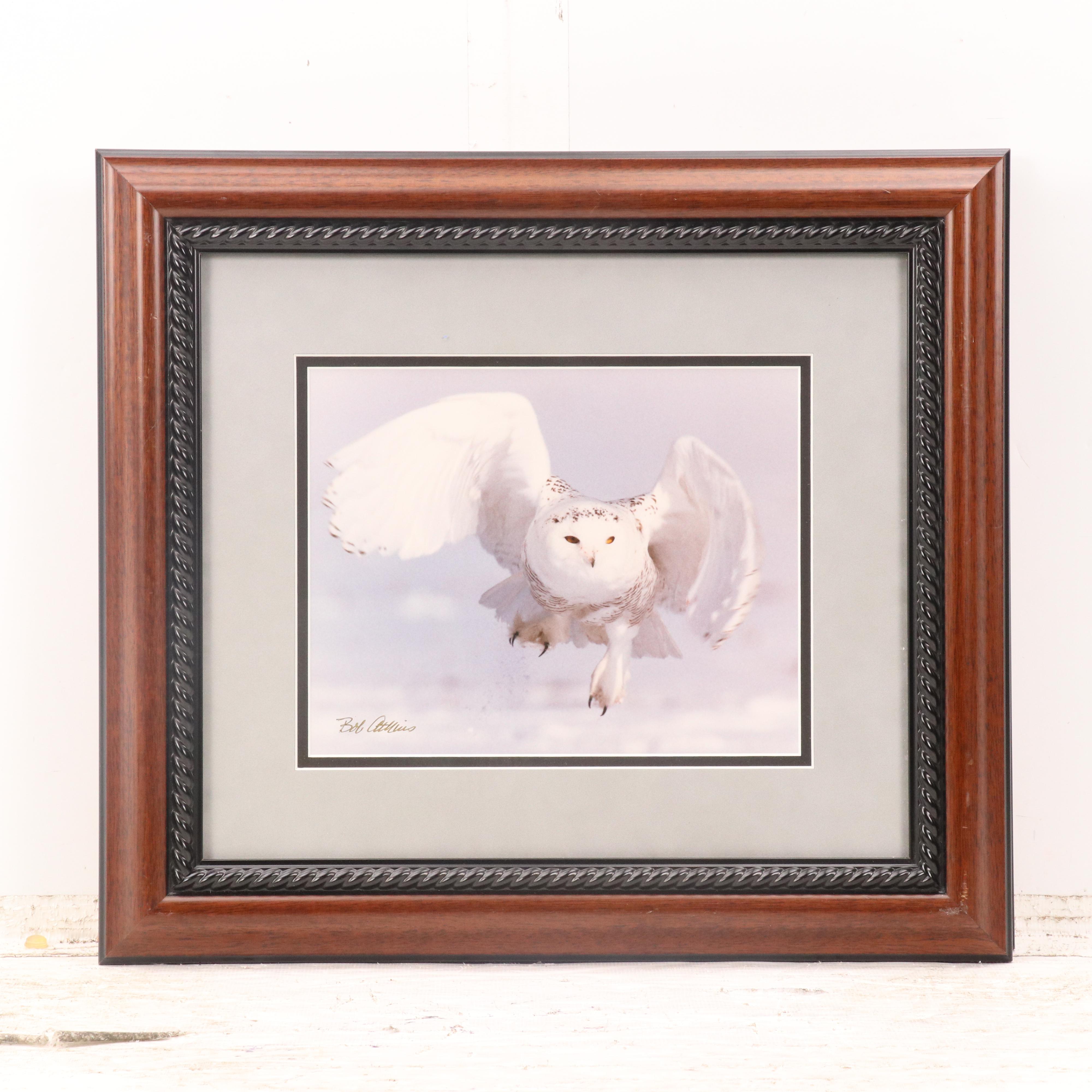 Bob Atkins Color Photographs of Snowy Owls, Late 20th or 21st Century