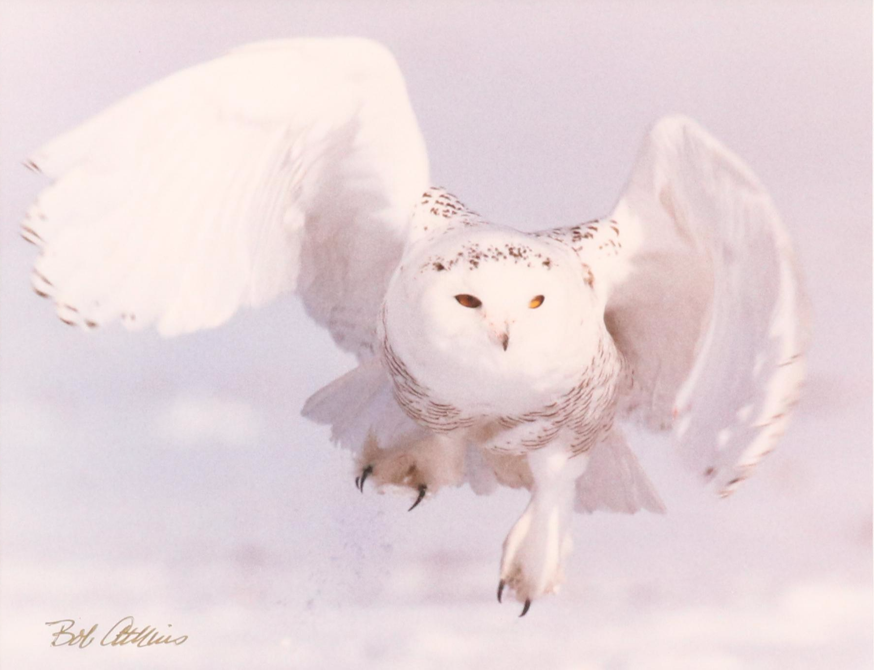 Bob Atkins Color Photographs of Snowy Owls, Late 20th or 21st Century