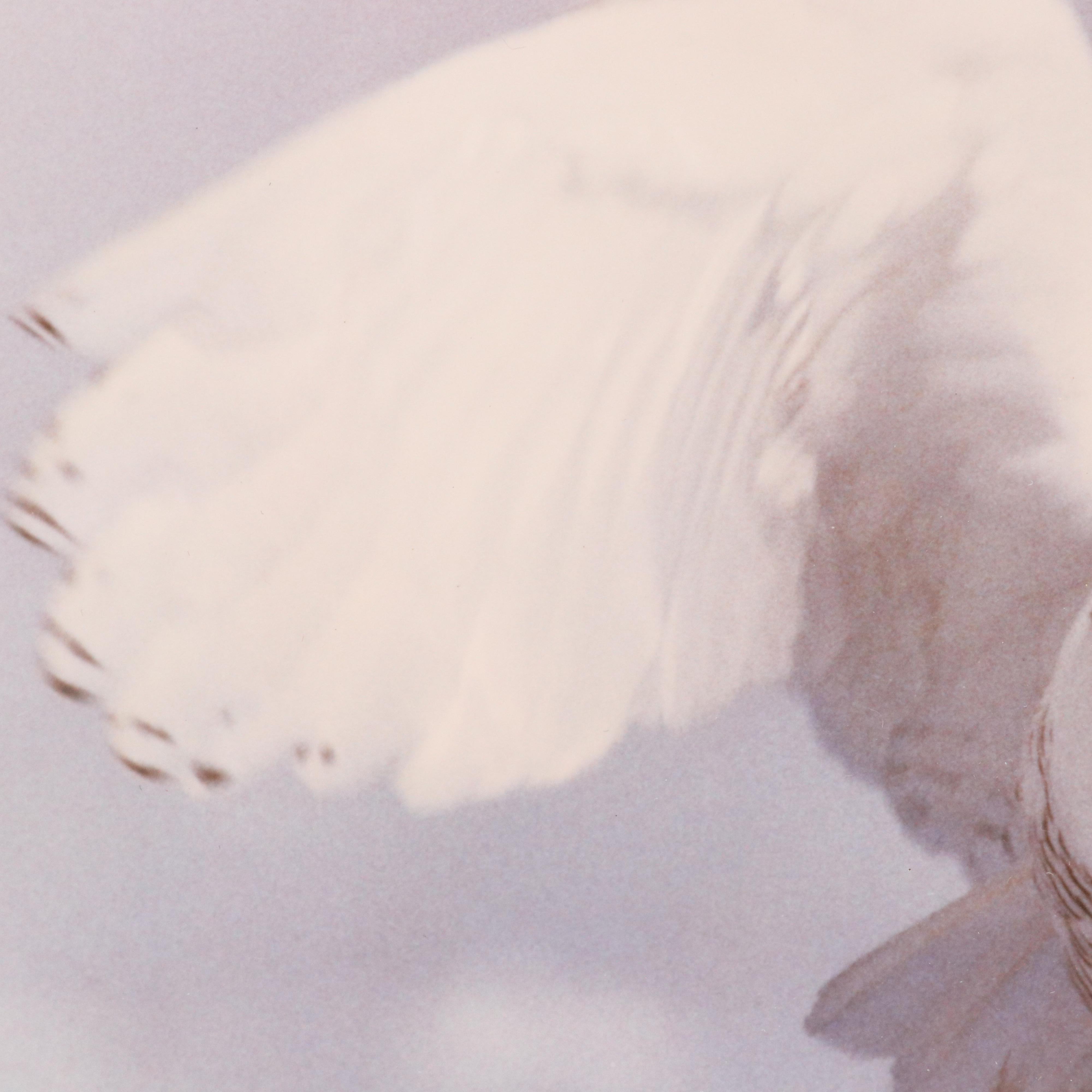 Bob Atkins Color Photographs of Snowy Owls, Late 20th or 21st Century