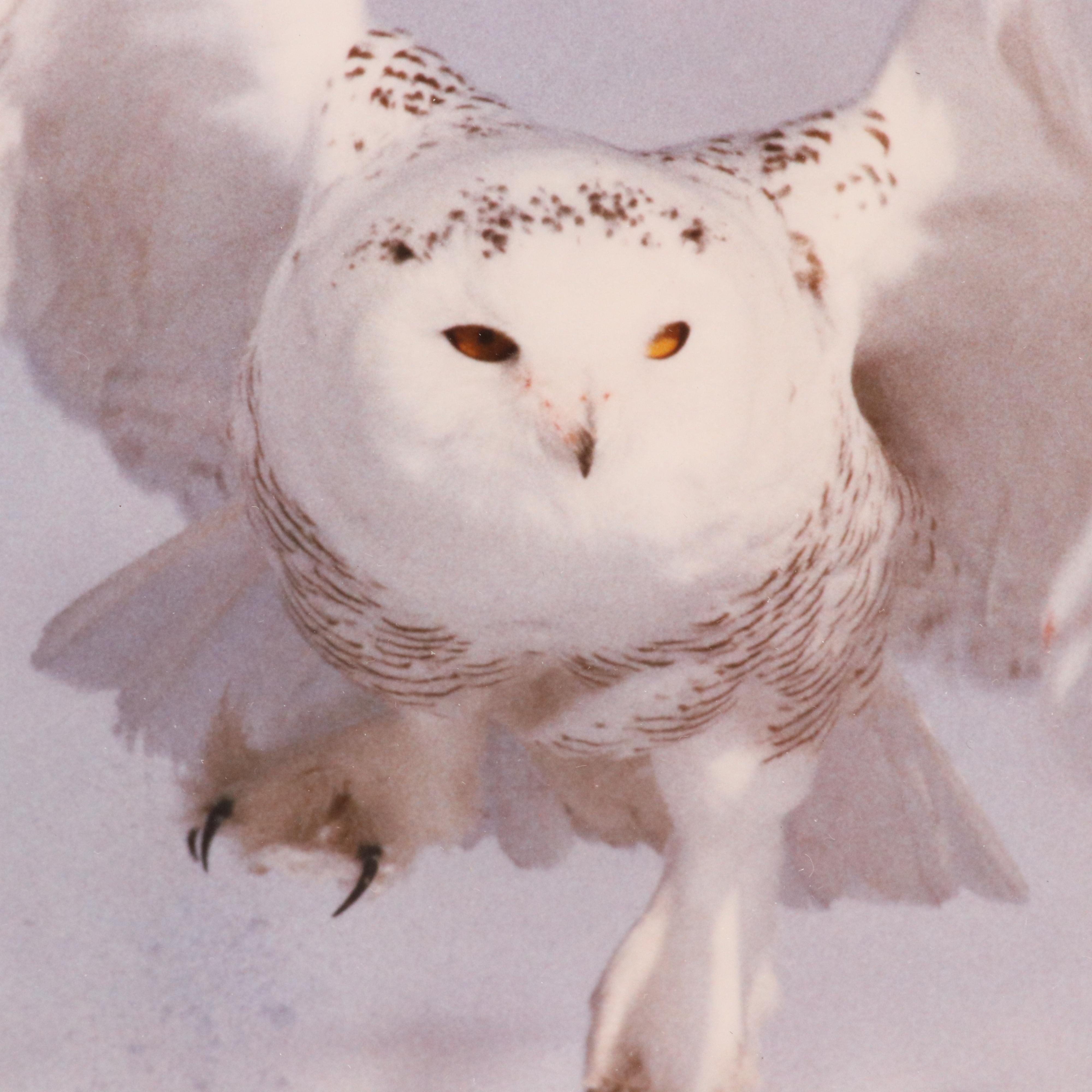 Bob Atkins Color Photographs of Snowy Owls, Late 20th or 21st Century