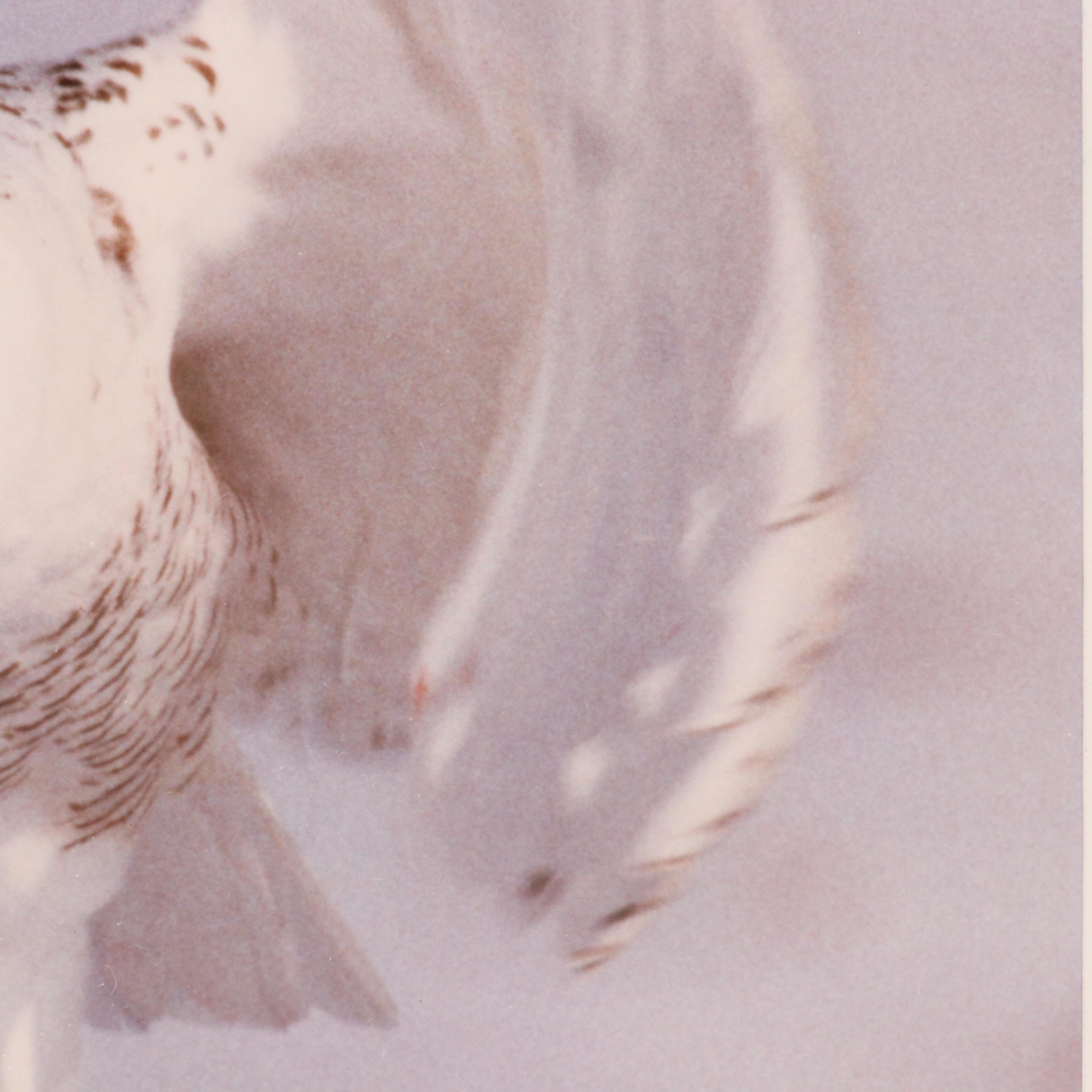 Bob Atkins Color Photographs of Snowy Owls, Late 20th or 21st Century