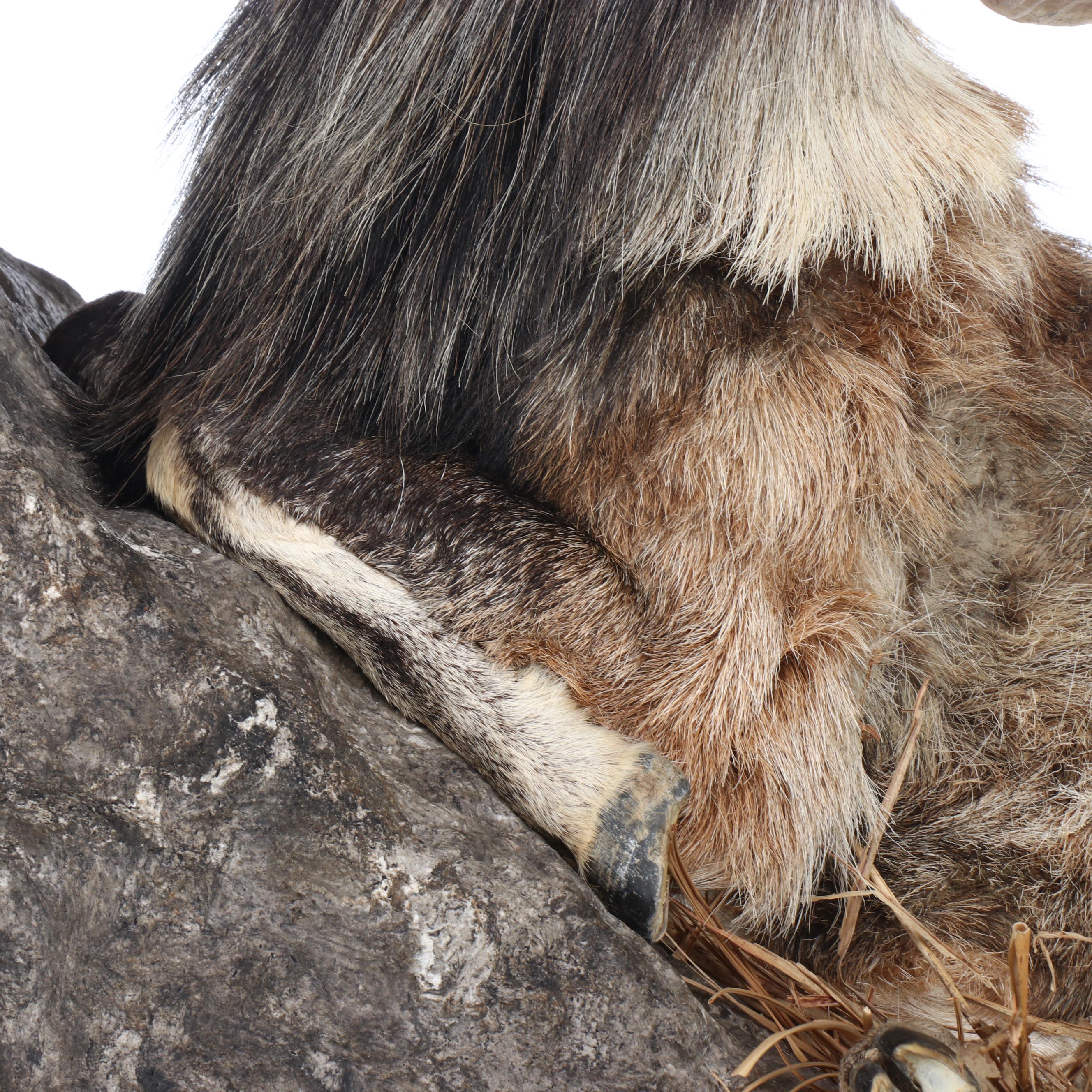 Taxidermy Mouflon Ram Full Body Mount with Base