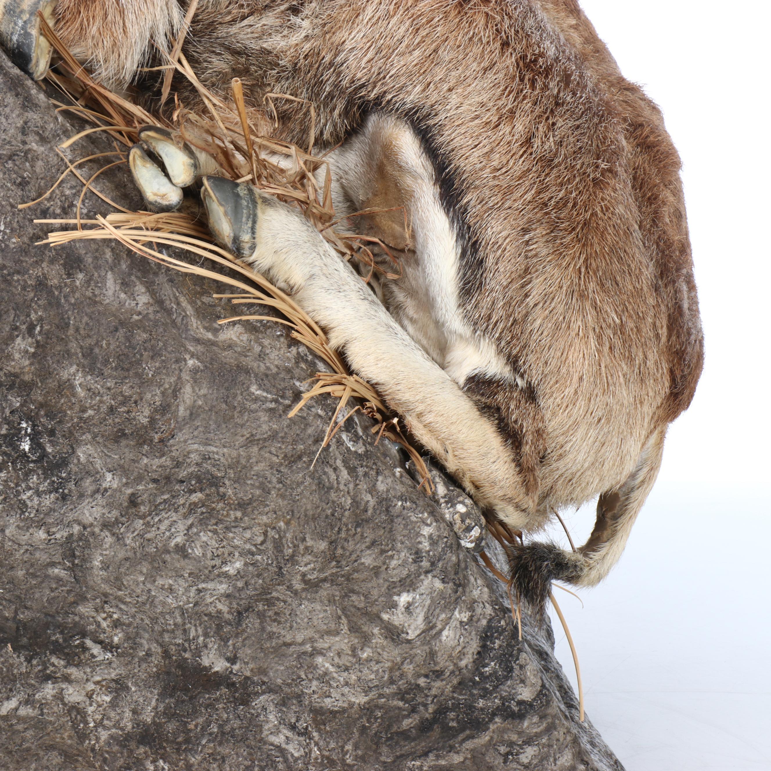 Taxidermy Mouflon Ram Full Body Mount with Base
