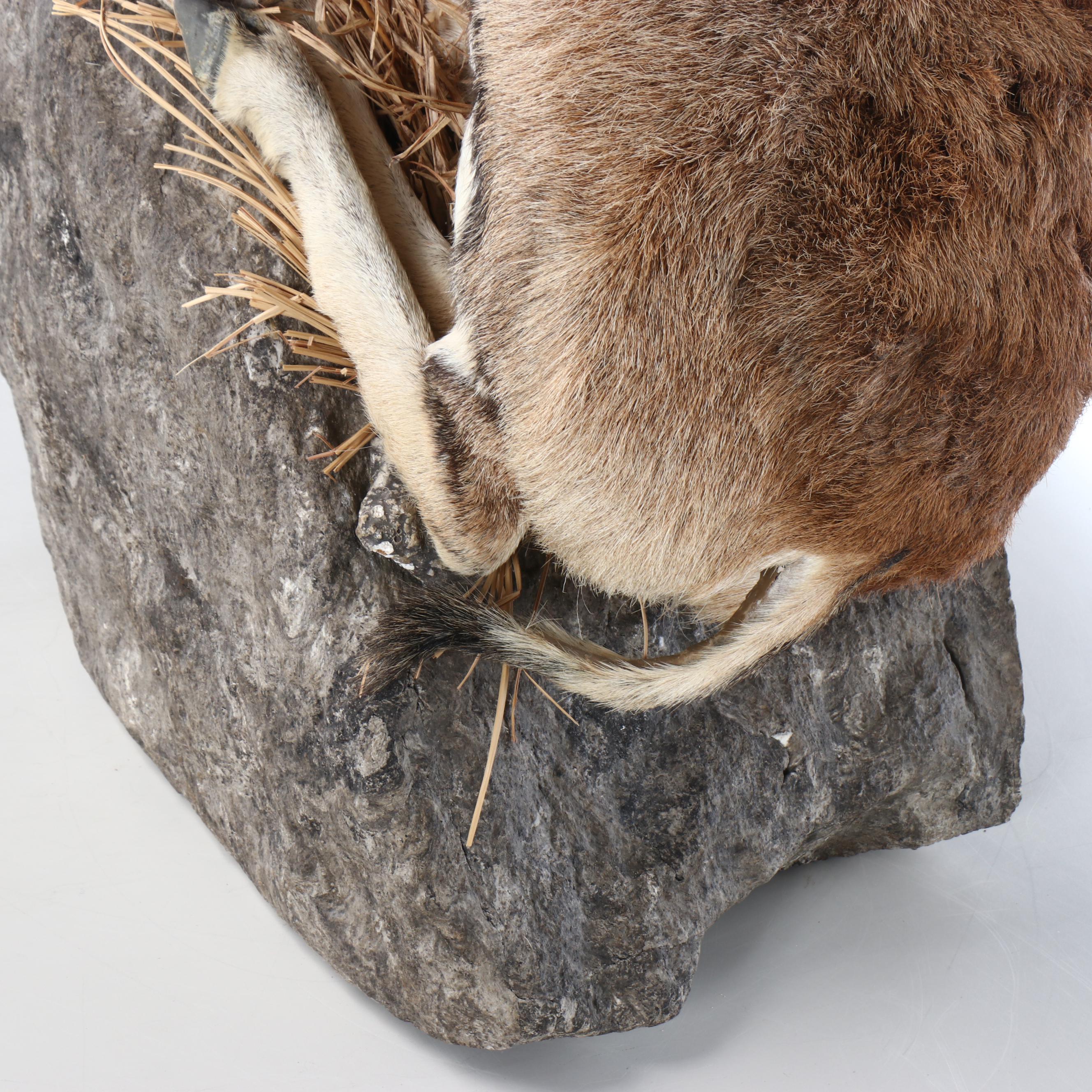 Taxidermy Mouflon Ram Full Body Mount with Base