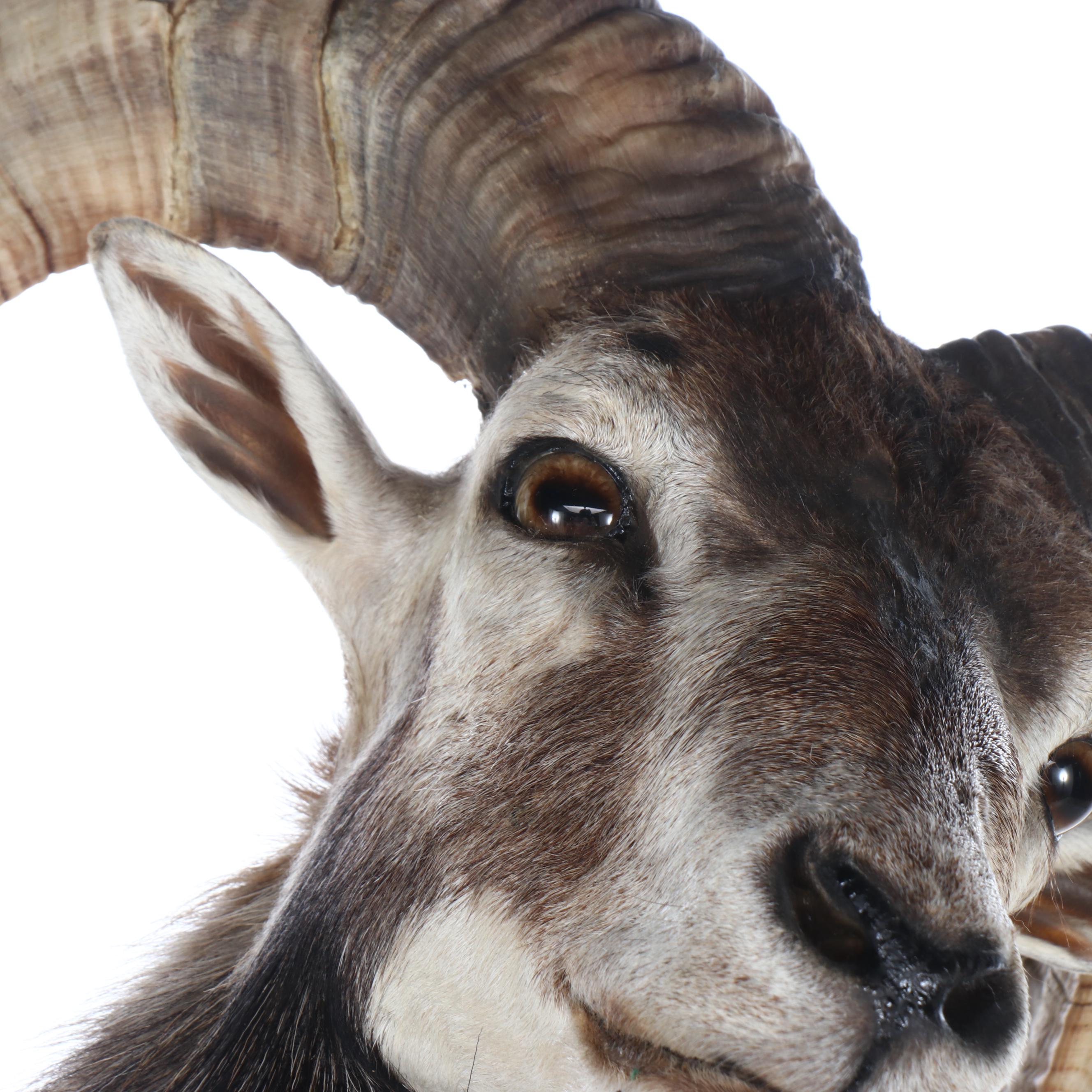 Taxidermy Mouflon Ram Full Body Mount with Base