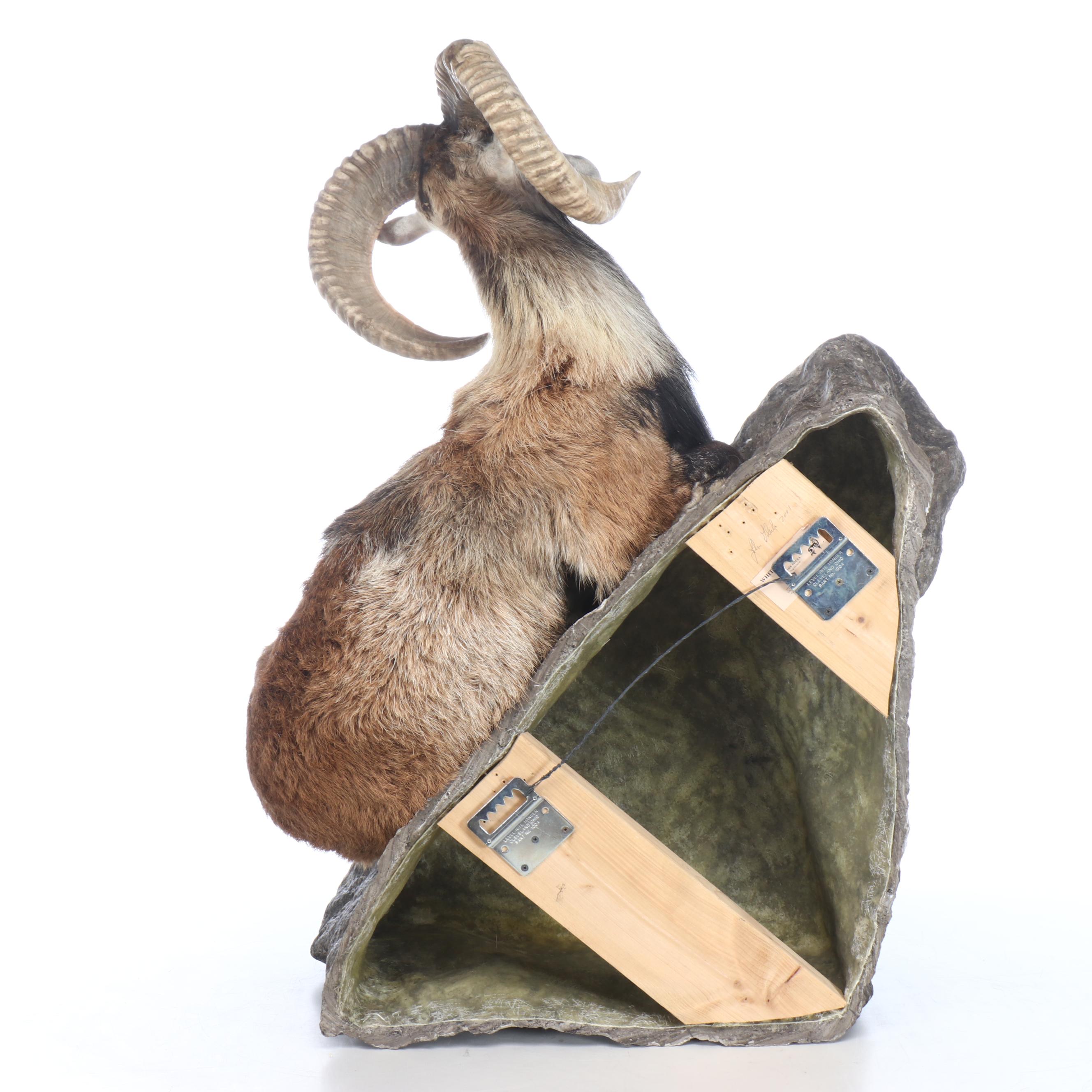 Taxidermy Mouflon Ram Full Body Mount with Base