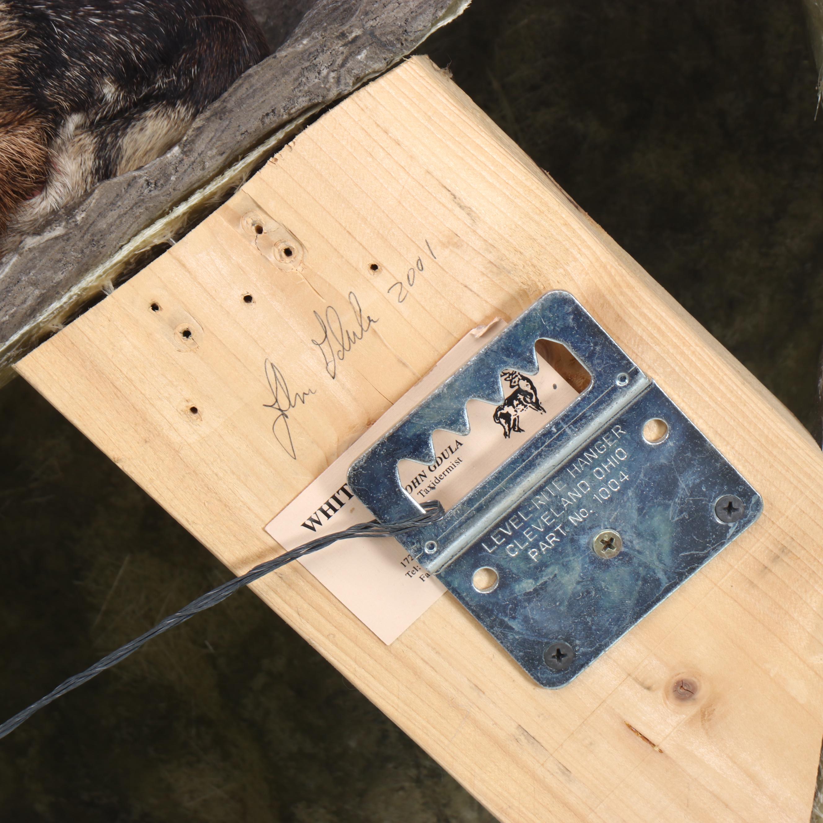 Taxidermy Mouflon Ram Full Body Mount with Base