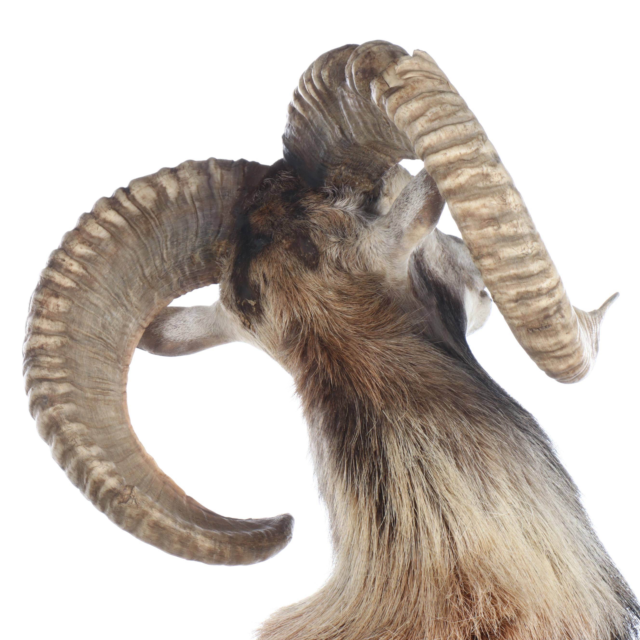 Taxidermy Mouflon Ram Full Body Mount with Base