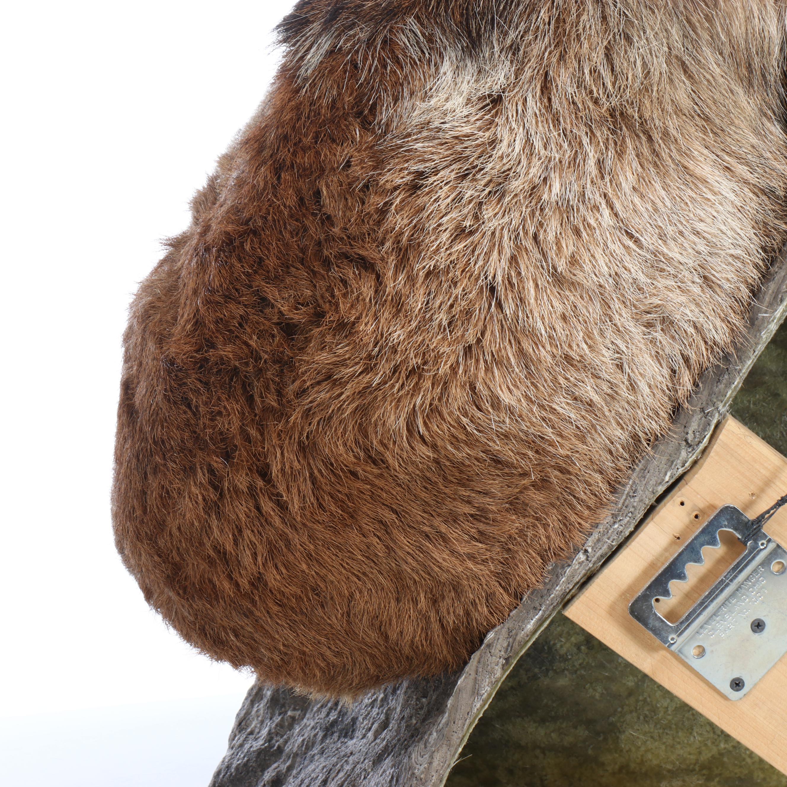 Taxidermy Mouflon Ram Full Body Mount with Base