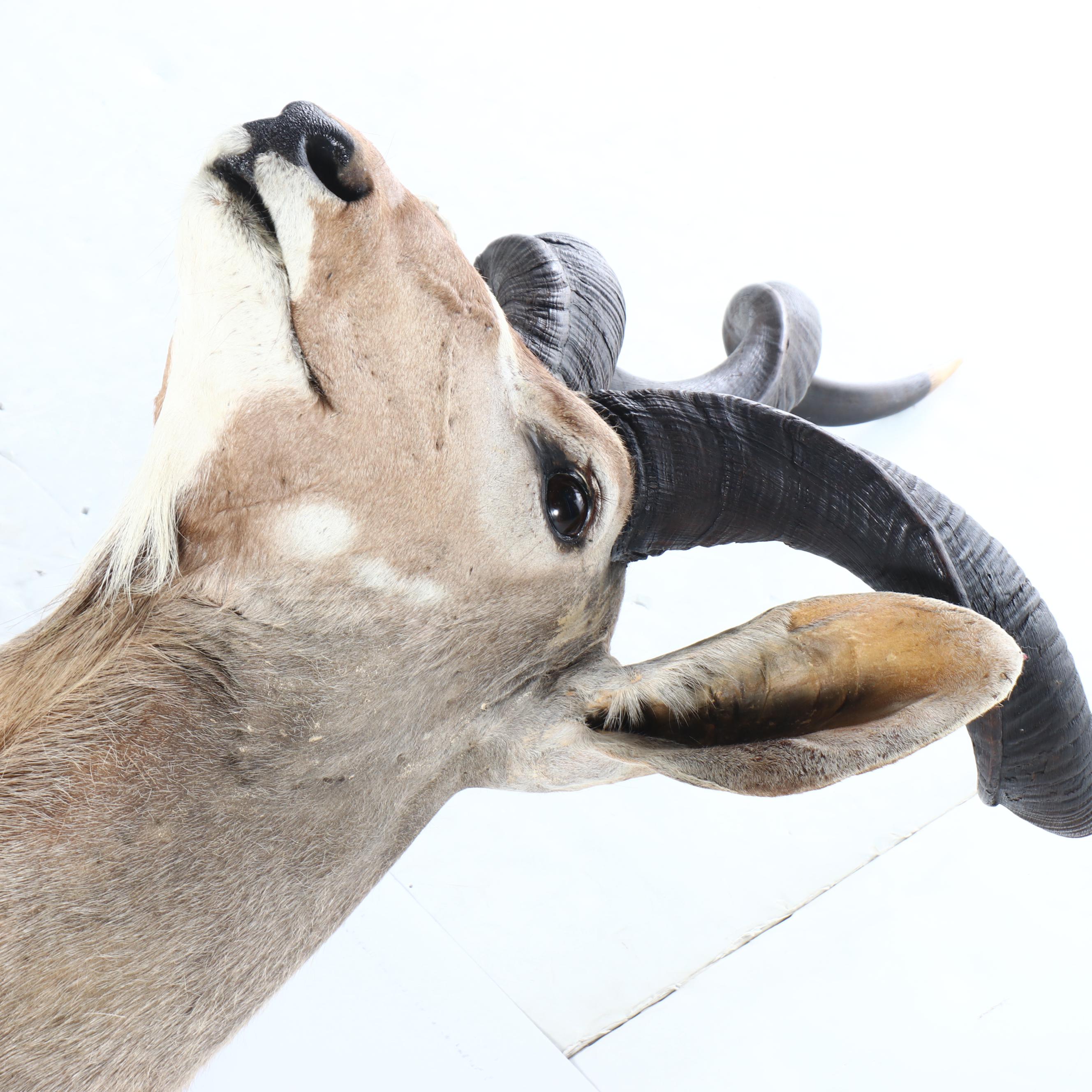 Taxidermy Greater Kudu Bull Shoulder Mount