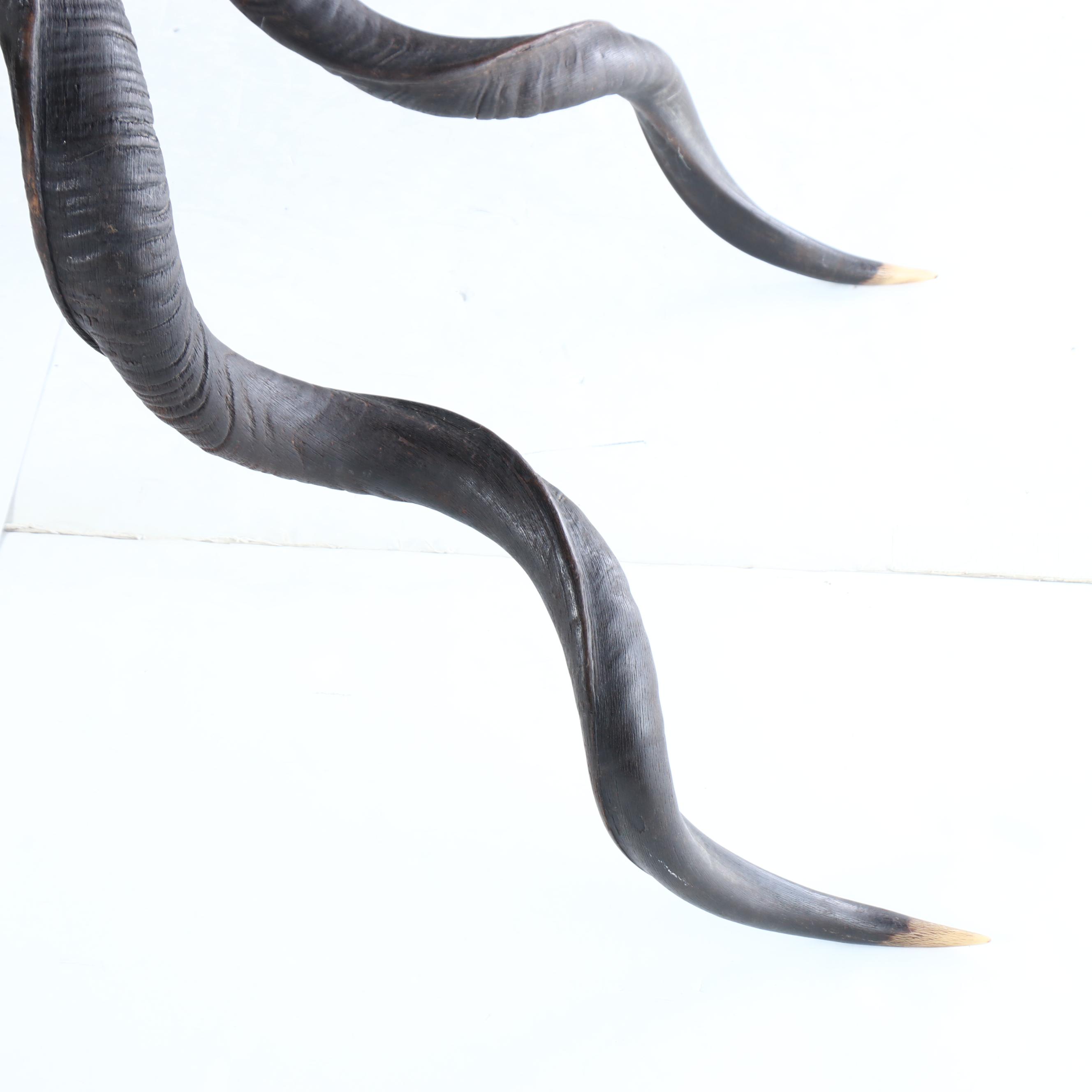 Taxidermy Greater Kudu Bull Shoulder Mount