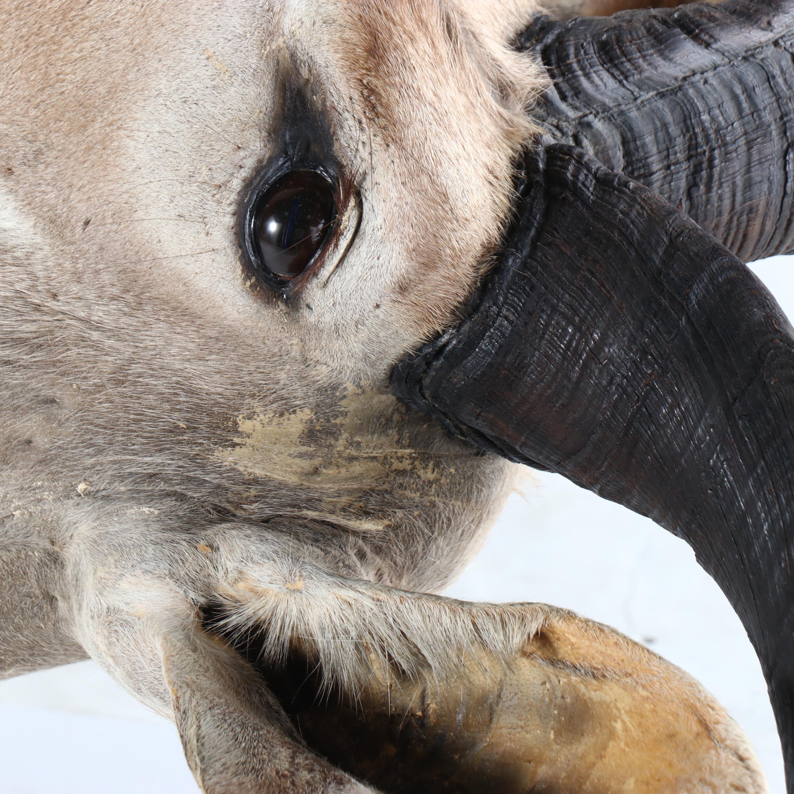 Taxidermy Greater Kudu Bull Shoulder Mount