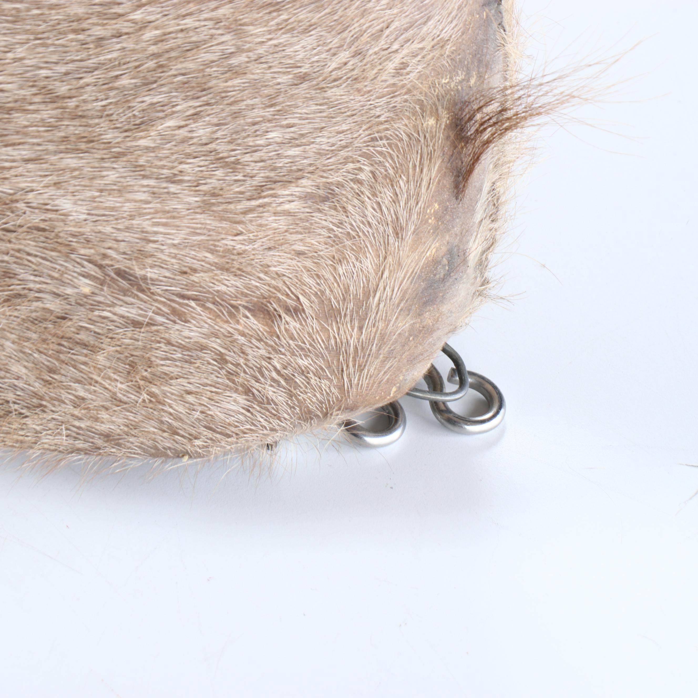 Taxidermy Greater Kudu Bull Shoulder Mount