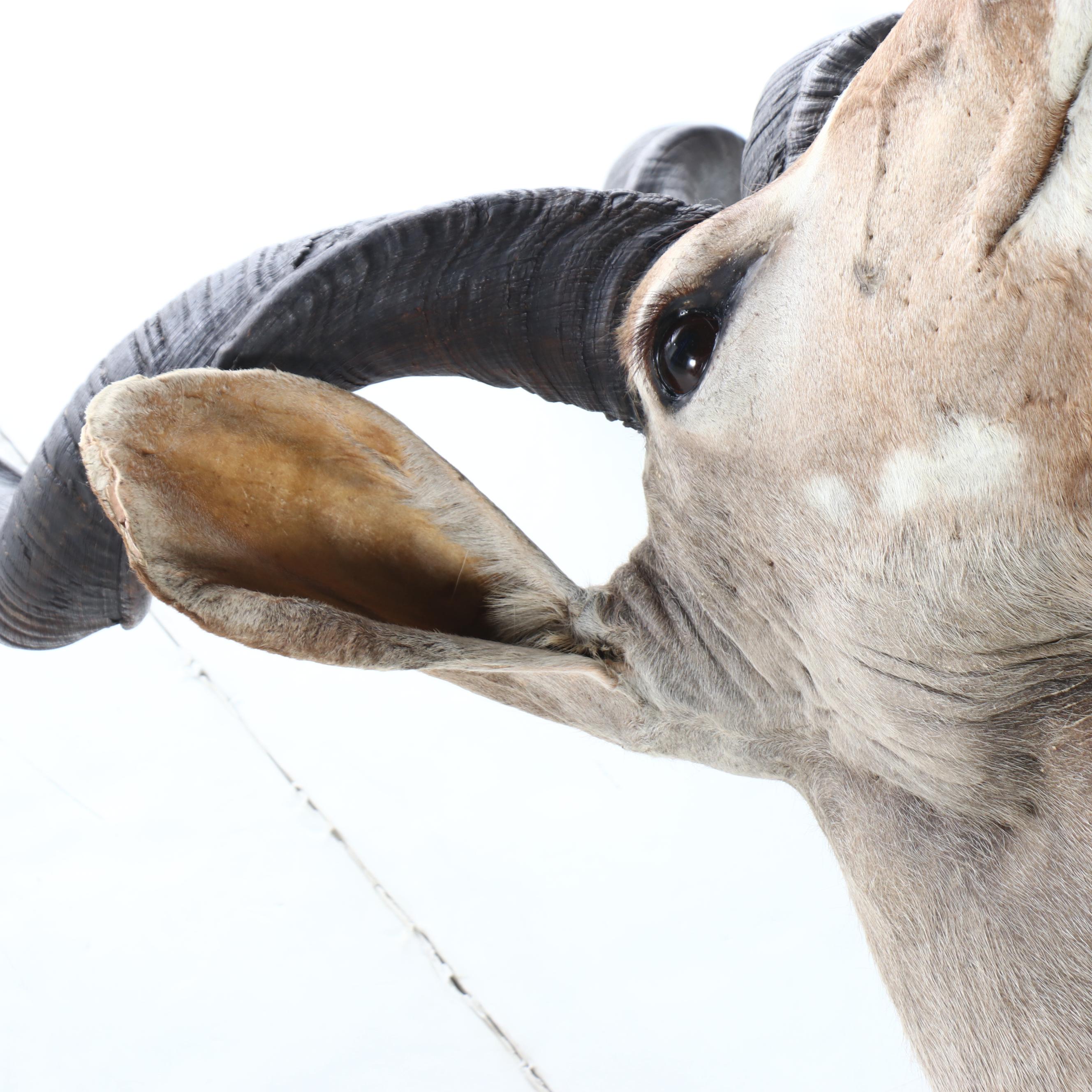 Taxidermy Greater Kudu Bull Shoulder Mount