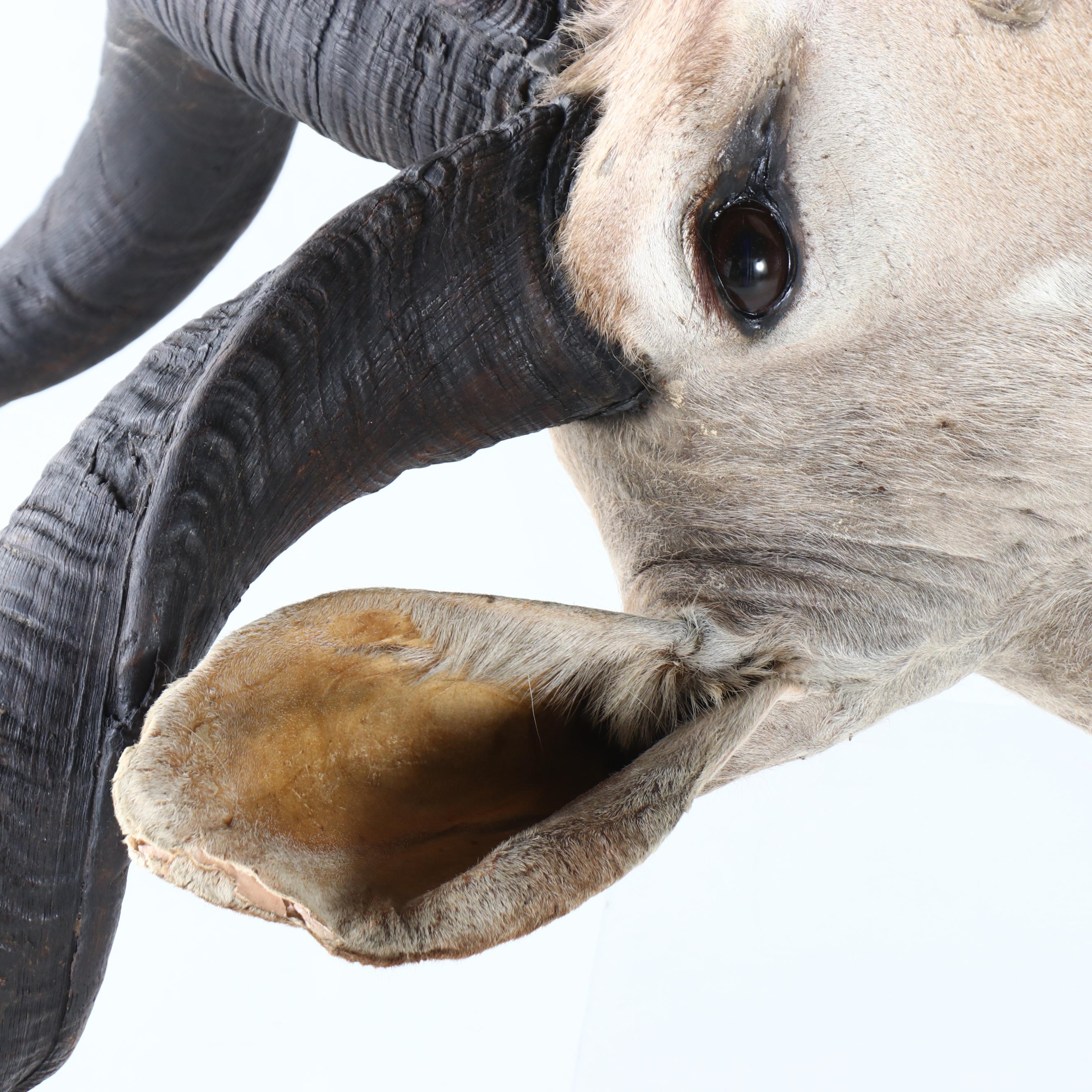 Taxidermy Greater Kudu Bull Shoulder Mount