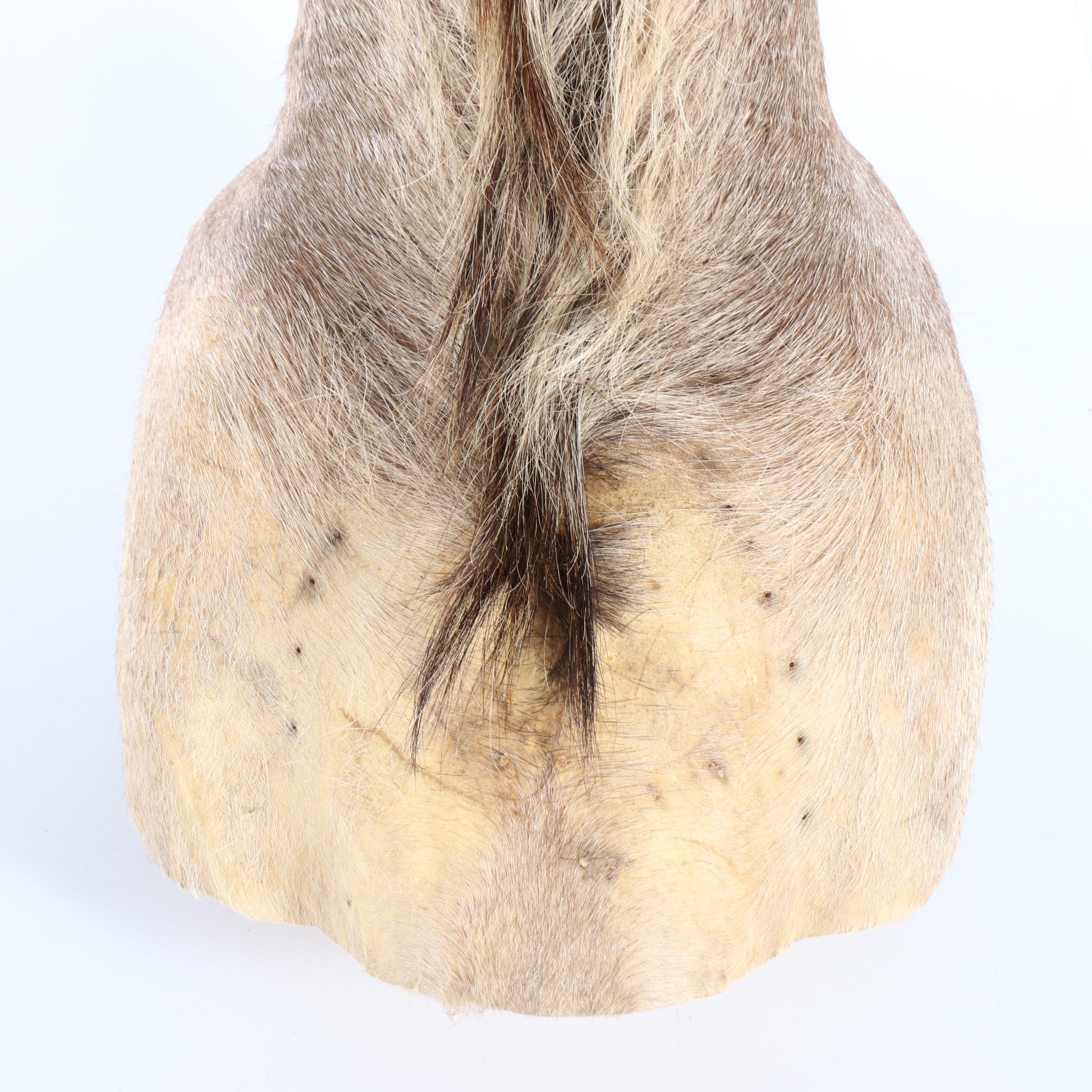 Taxidermy Greater Kudu Bull Shoulder Mount