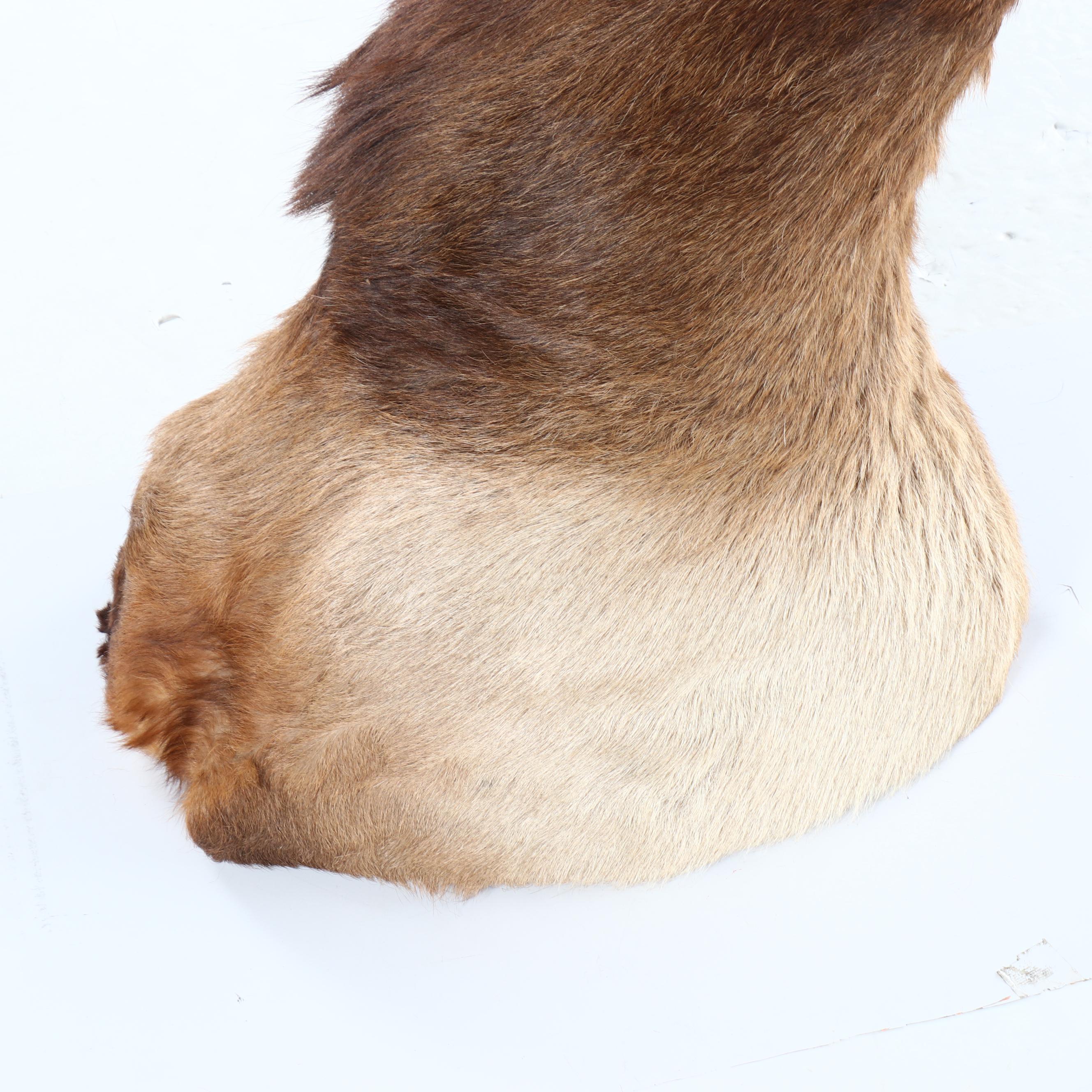 Taxidermy Elk Shoulder Mount