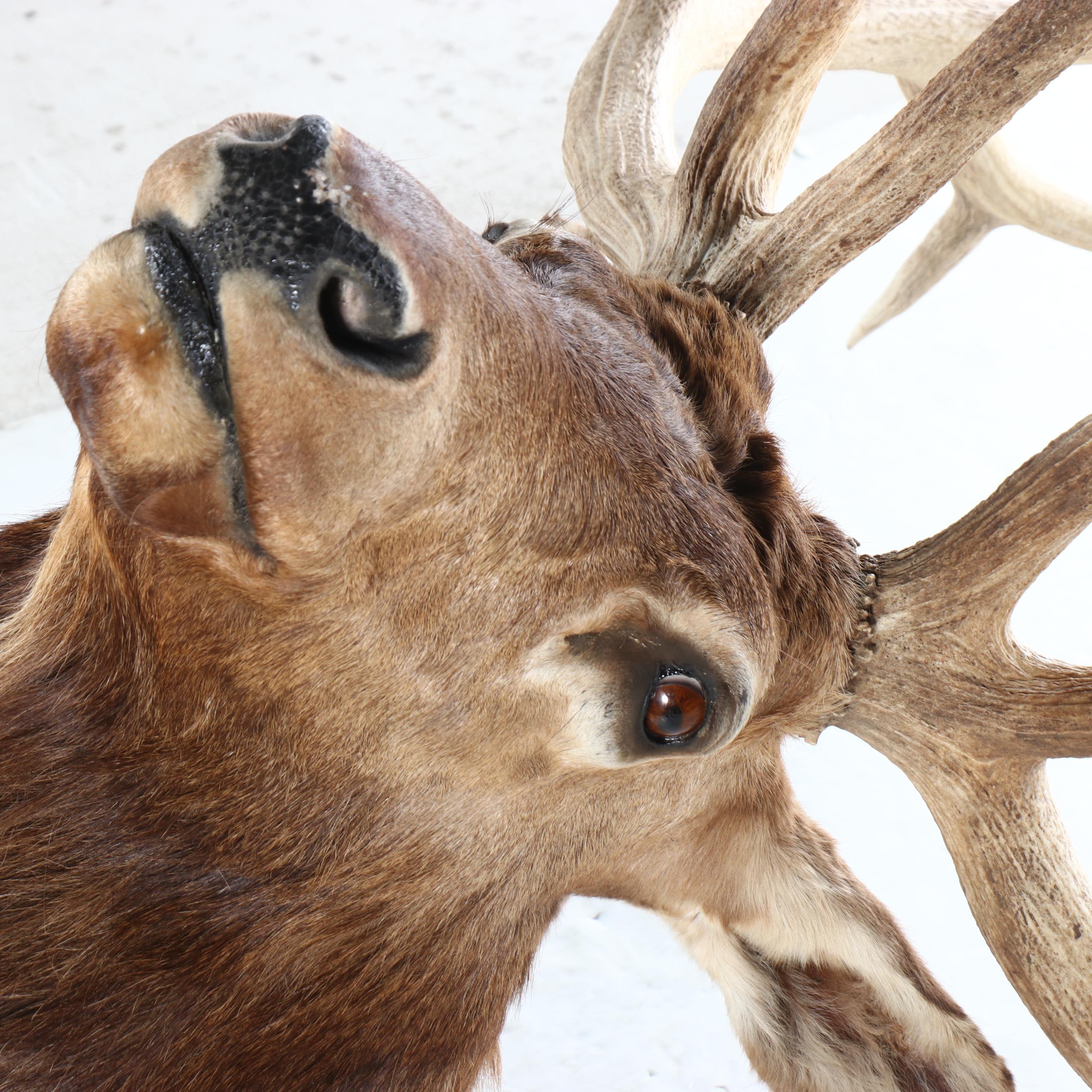 Taxidermy Elk Shoulder Mount