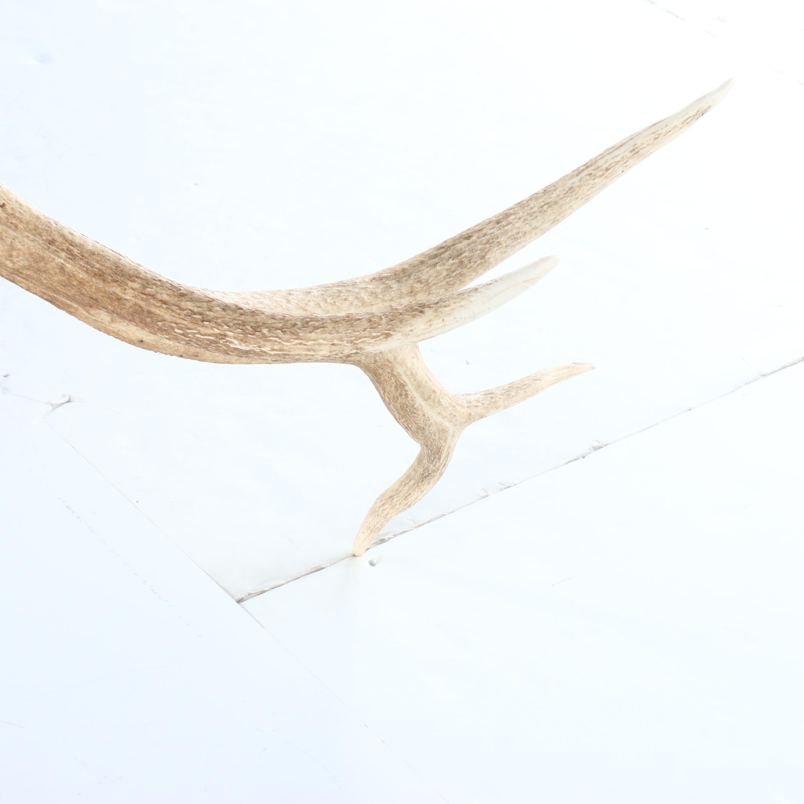 Taxidermy Elk Shoulder Mount