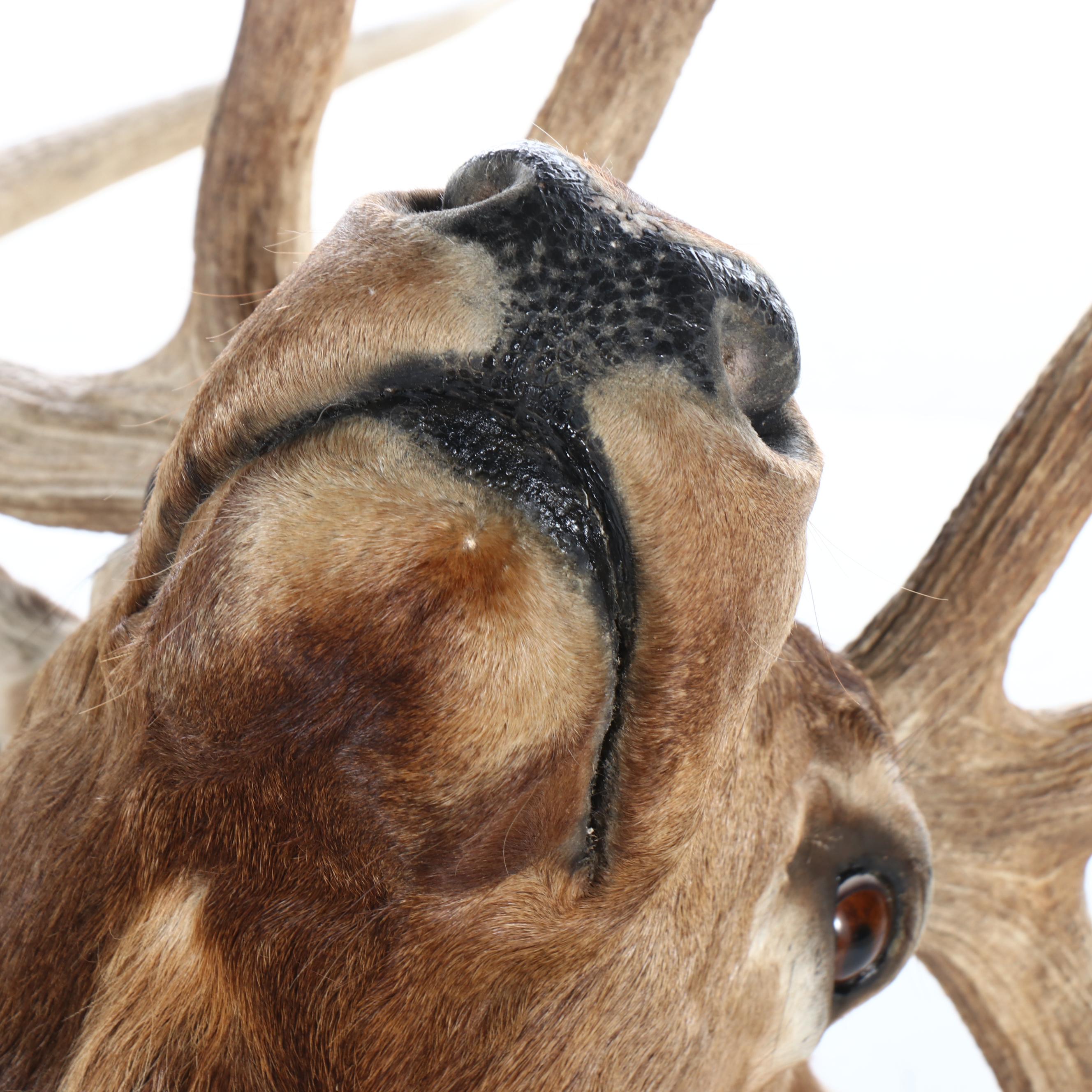 Taxidermy Elk Shoulder Mount