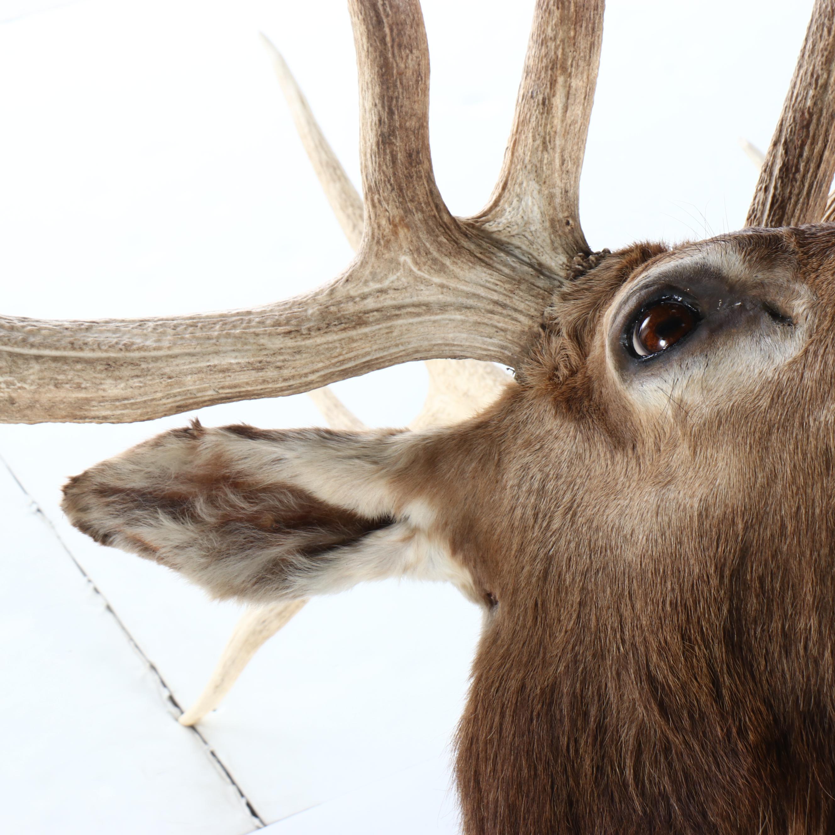 Taxidermy Elk Shoulder Mount