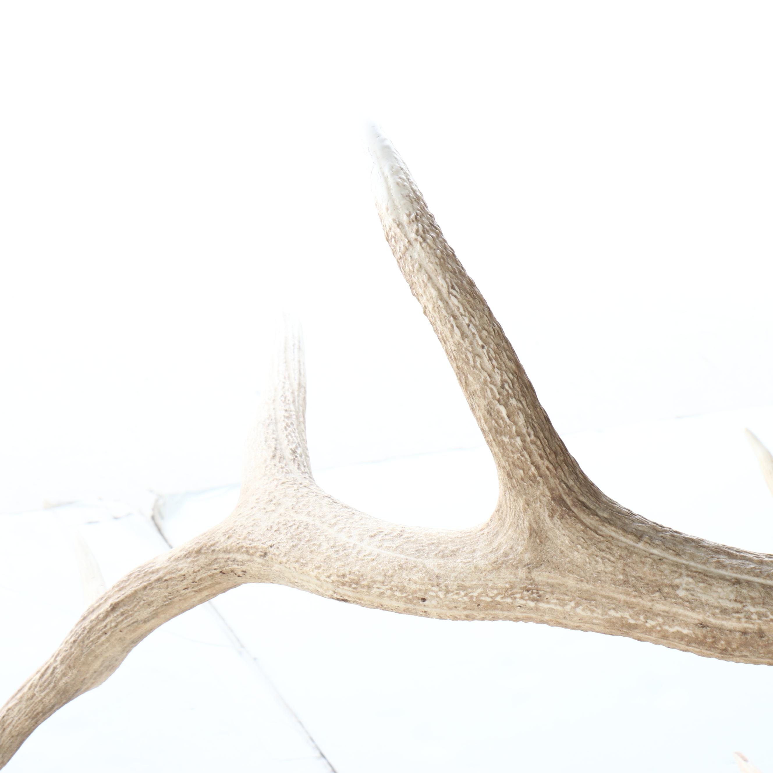 Taxidermy Elk Shoulder Mount