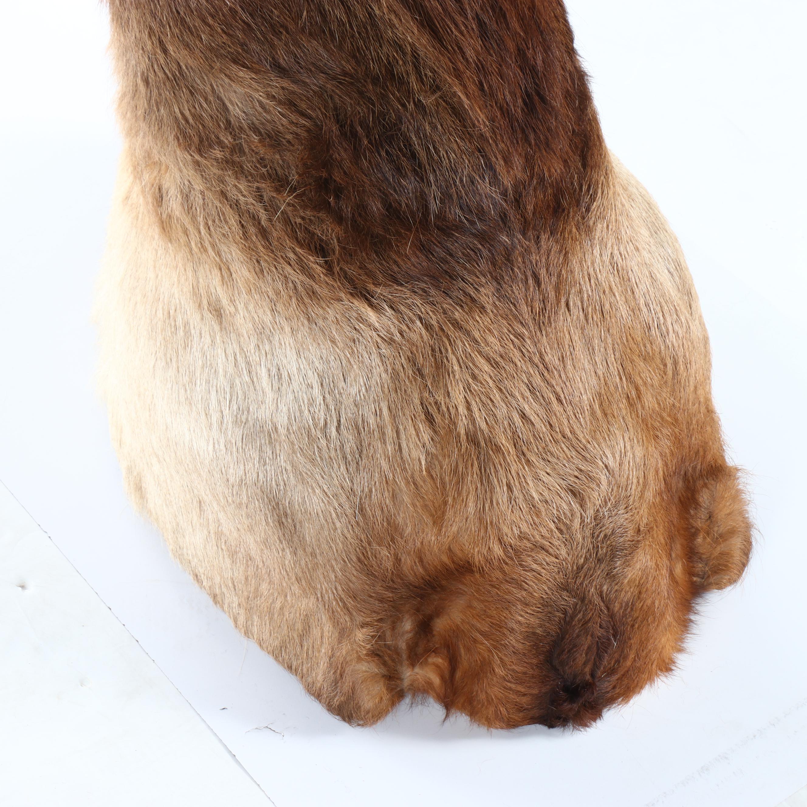 Taxidermy Elk Shoulder Mount