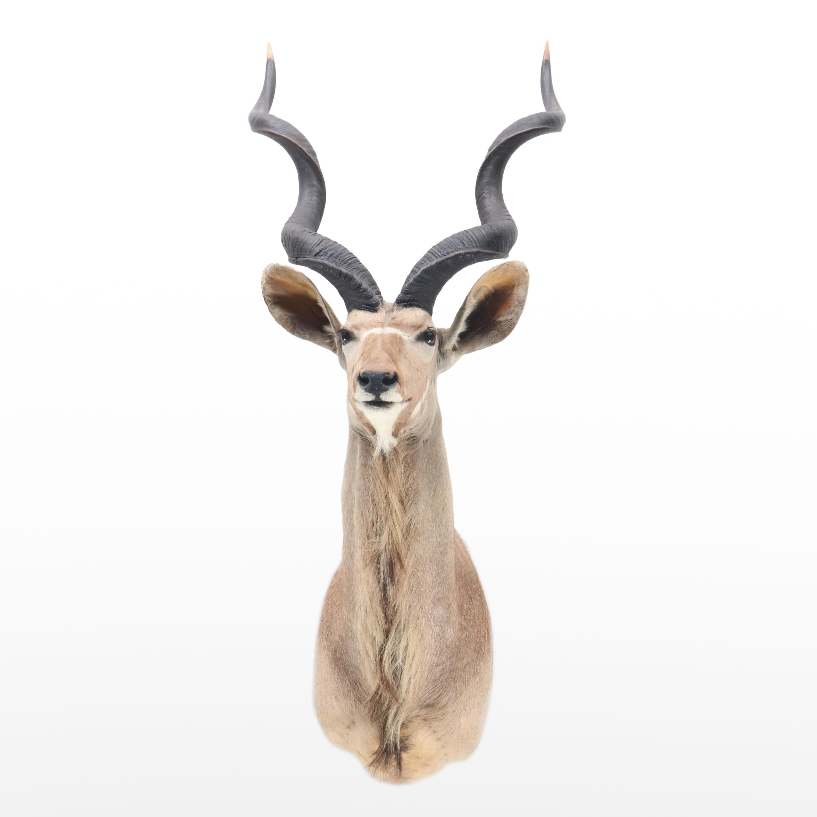 Taxidermy Greater Kudu Bull Shoulder Mount