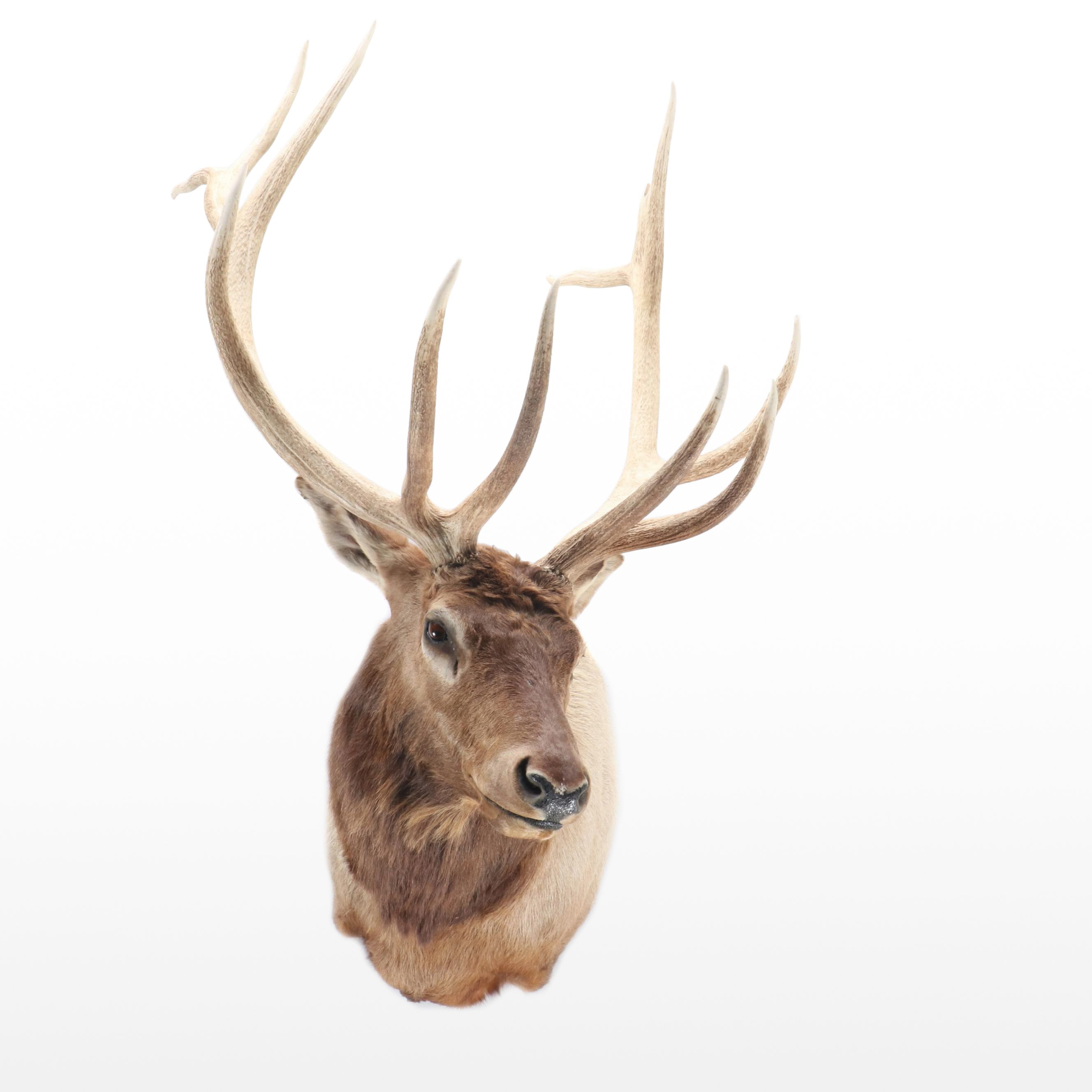 Taxidermy Elk Shoulder Mount