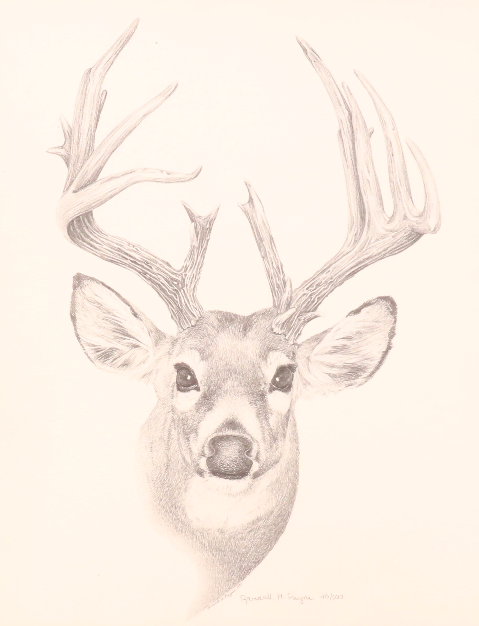 Randolph H. Payne Halftone of a Buck