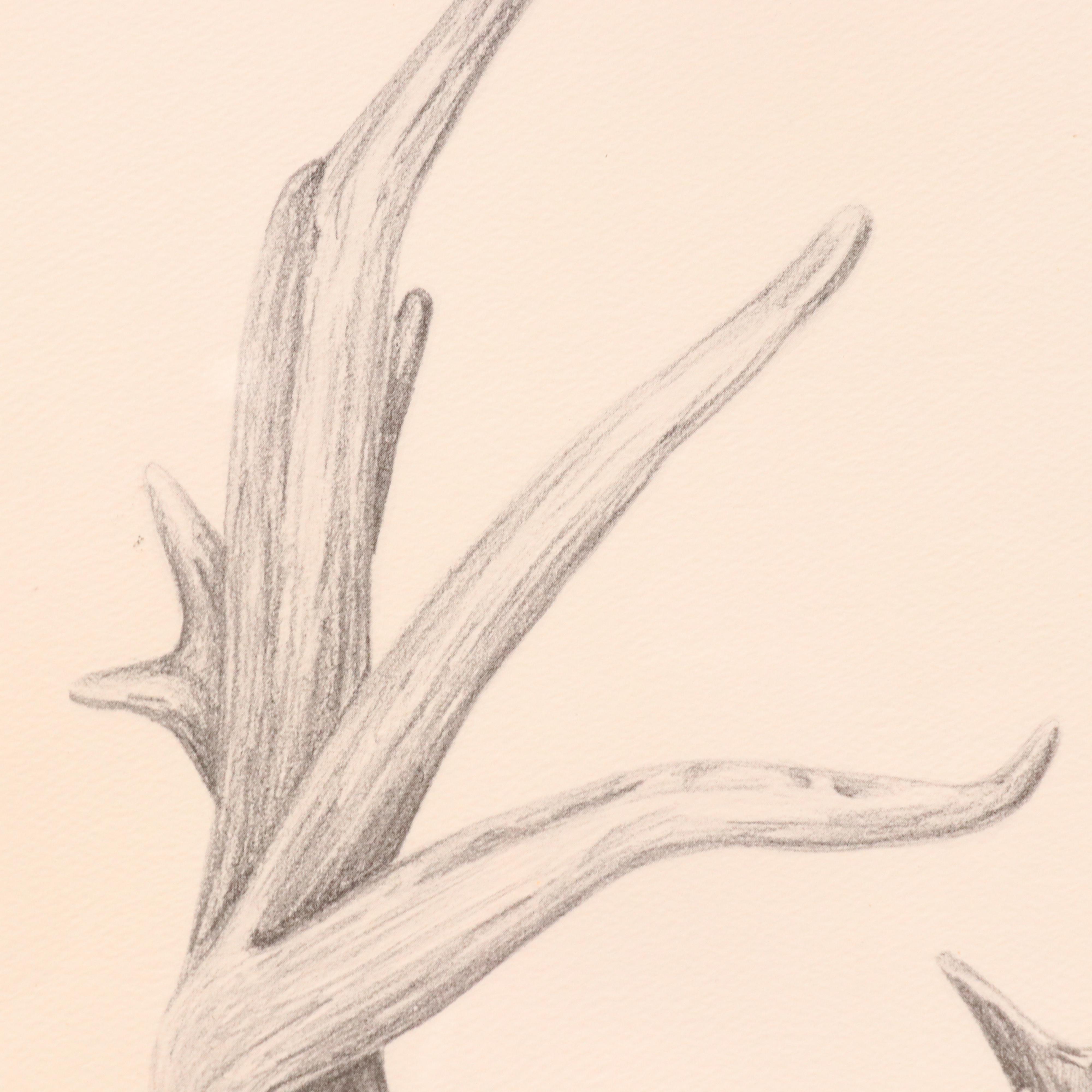 Randolph H. Payne Halftone of a Buck