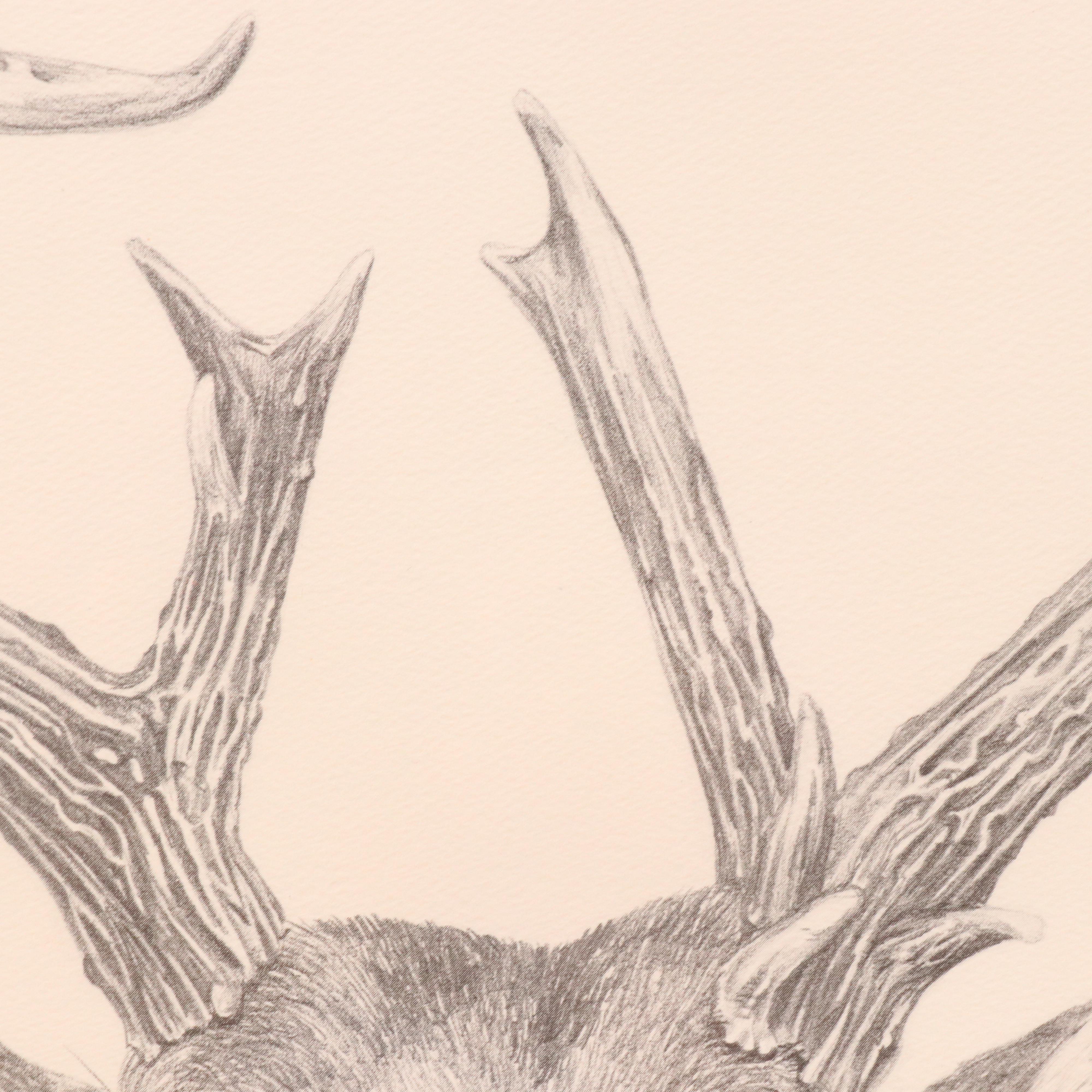 Randolph H. Payne Halftone of a Buck