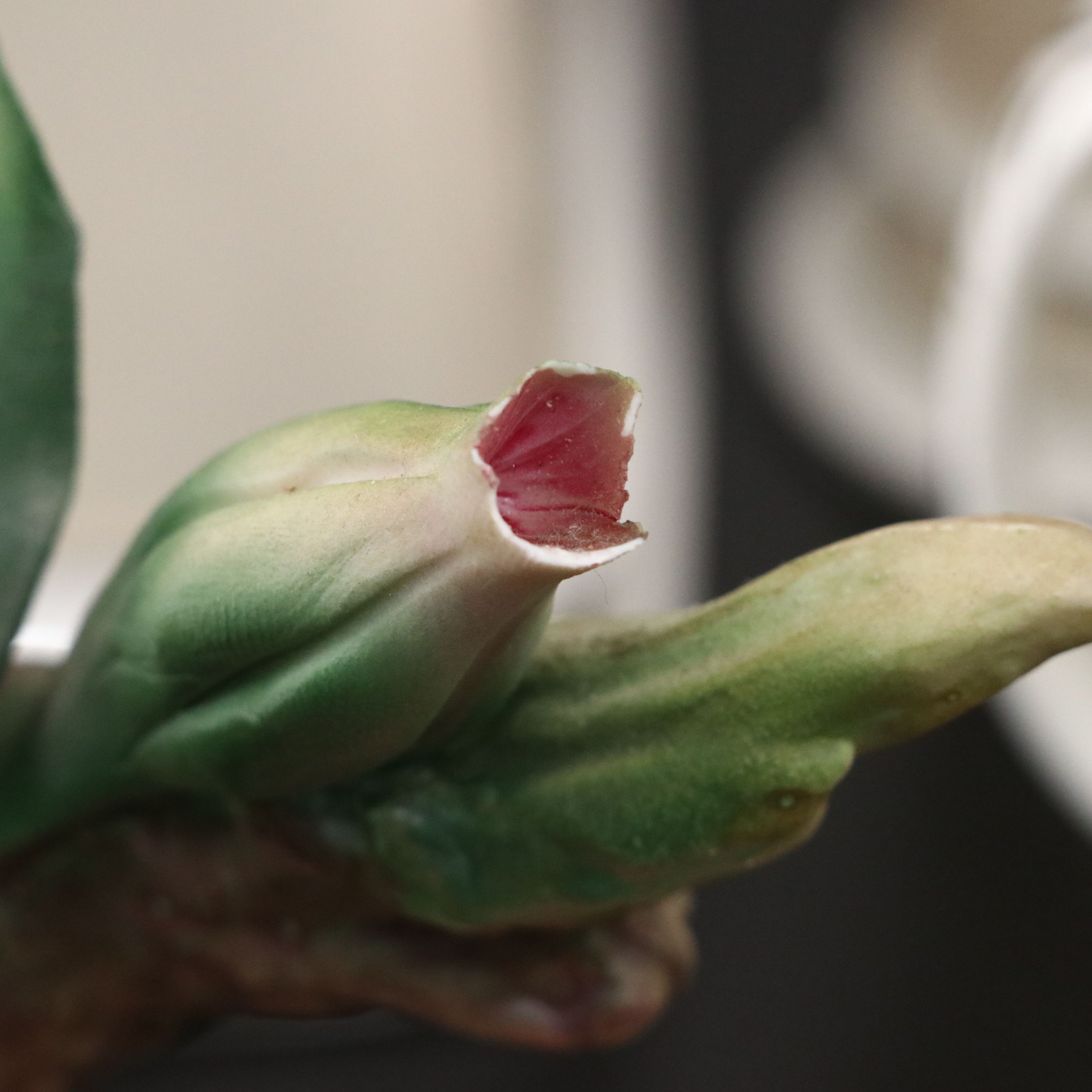 Capodimonte Porcelain Lily, Ceramic Bathroom Accessories, and Porcelain Mug